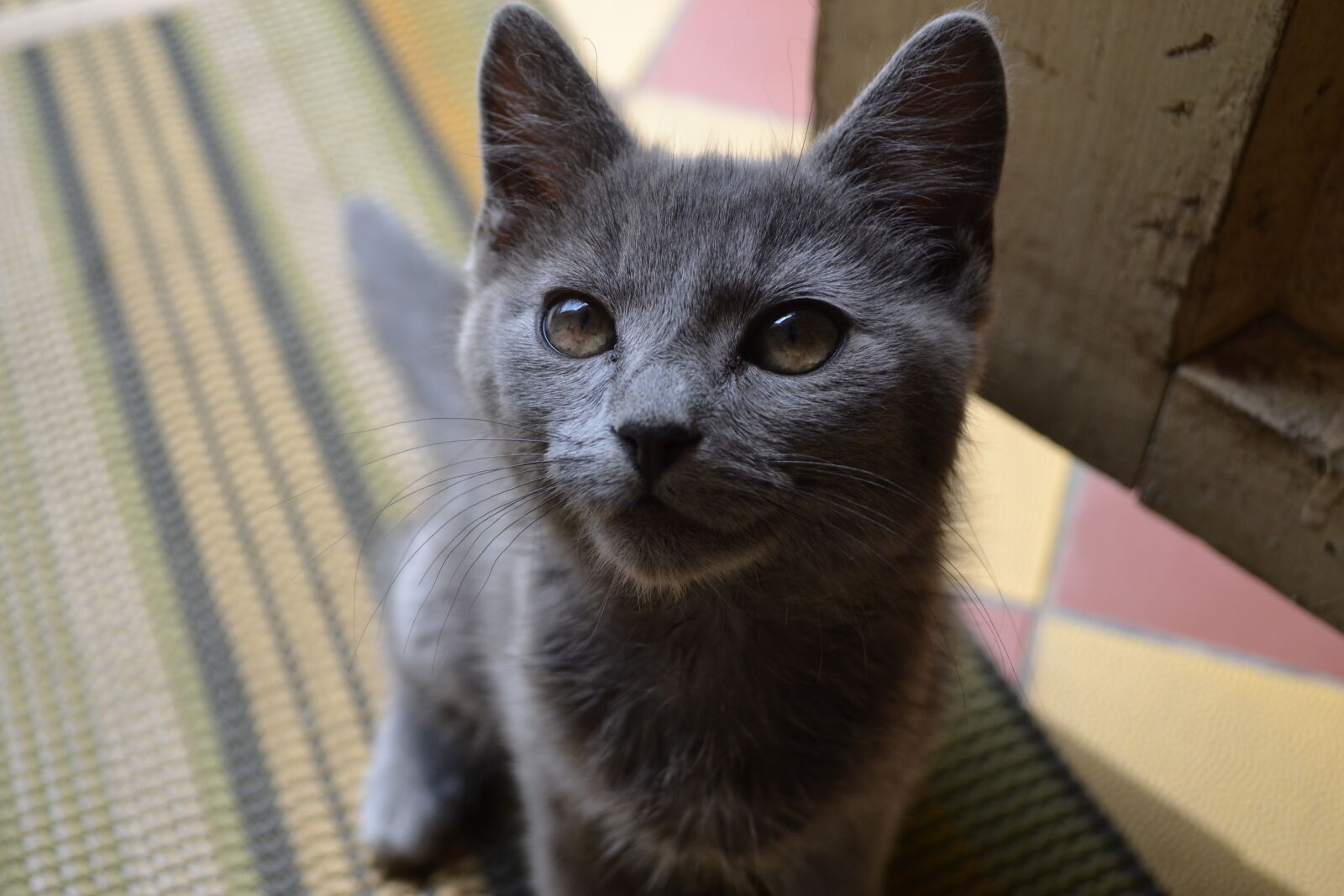 Nikon D3100 sample photo