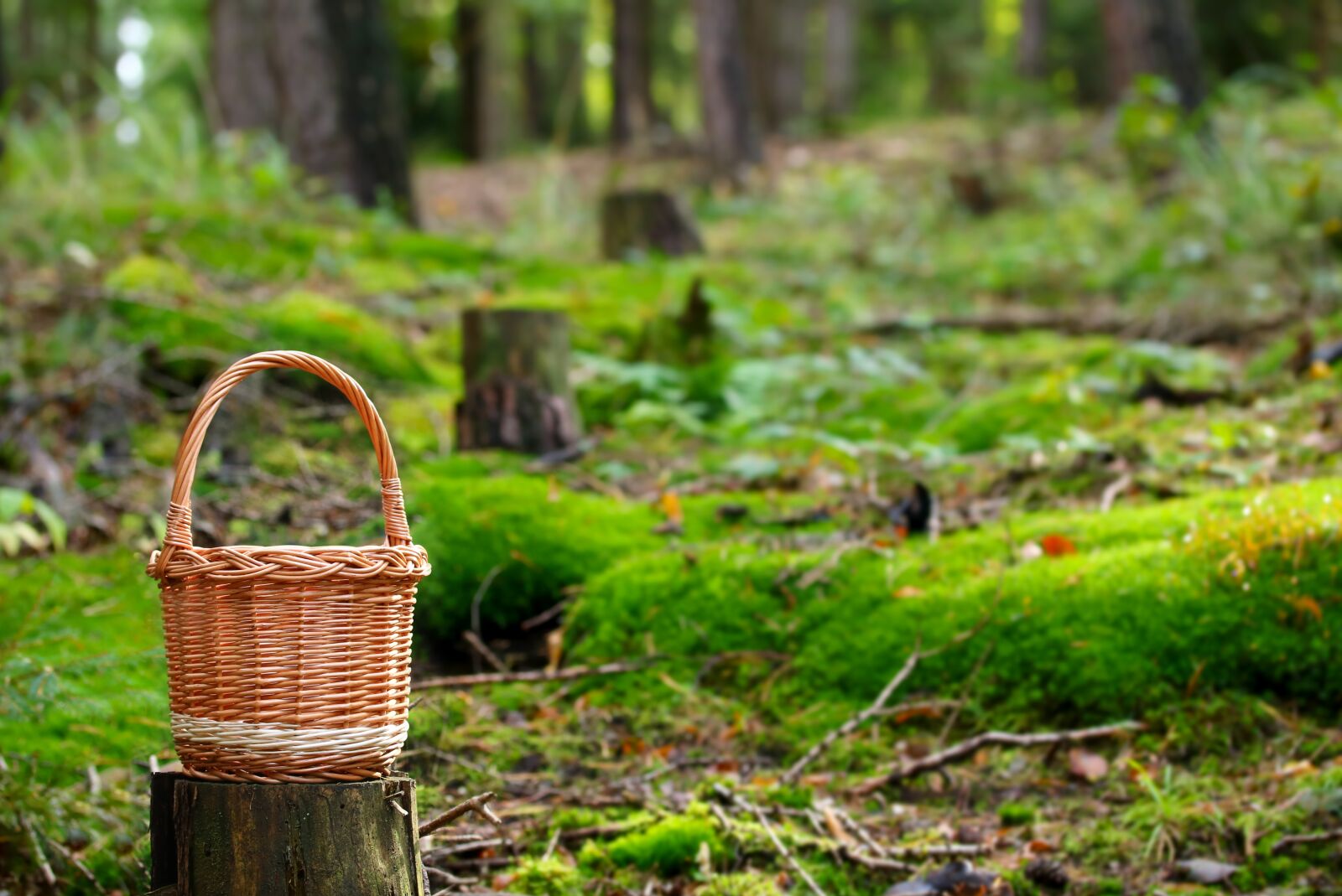 Canon EOS 750D (EOS Rebel T6i / EOS Kiss X8i) sample photo. Forest, basket, mushrooms photography