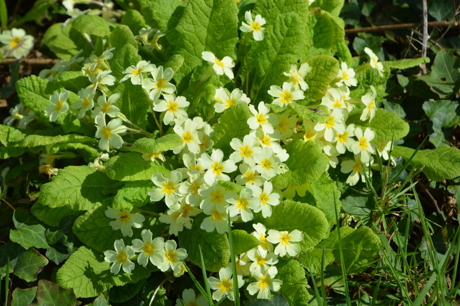 Nikon D5200 sample photo. Flowers, primroses, flower photography