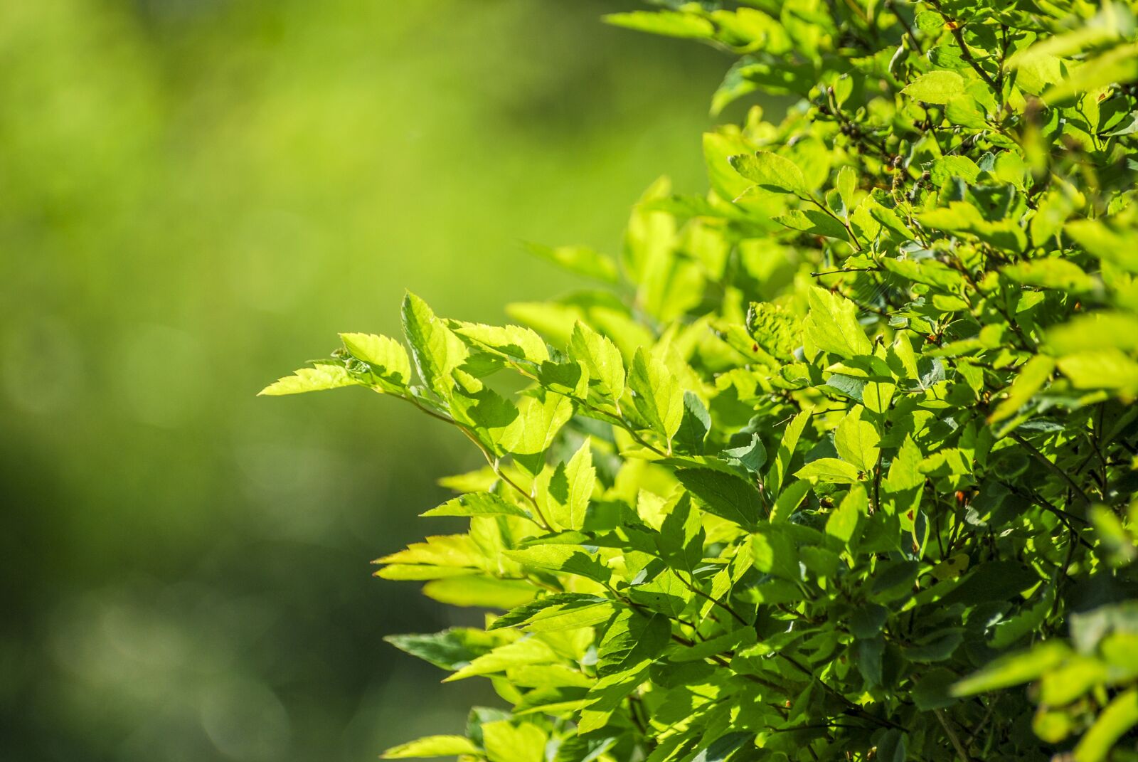 Nikon D60 sample photo. Green, leaves, pattern photography