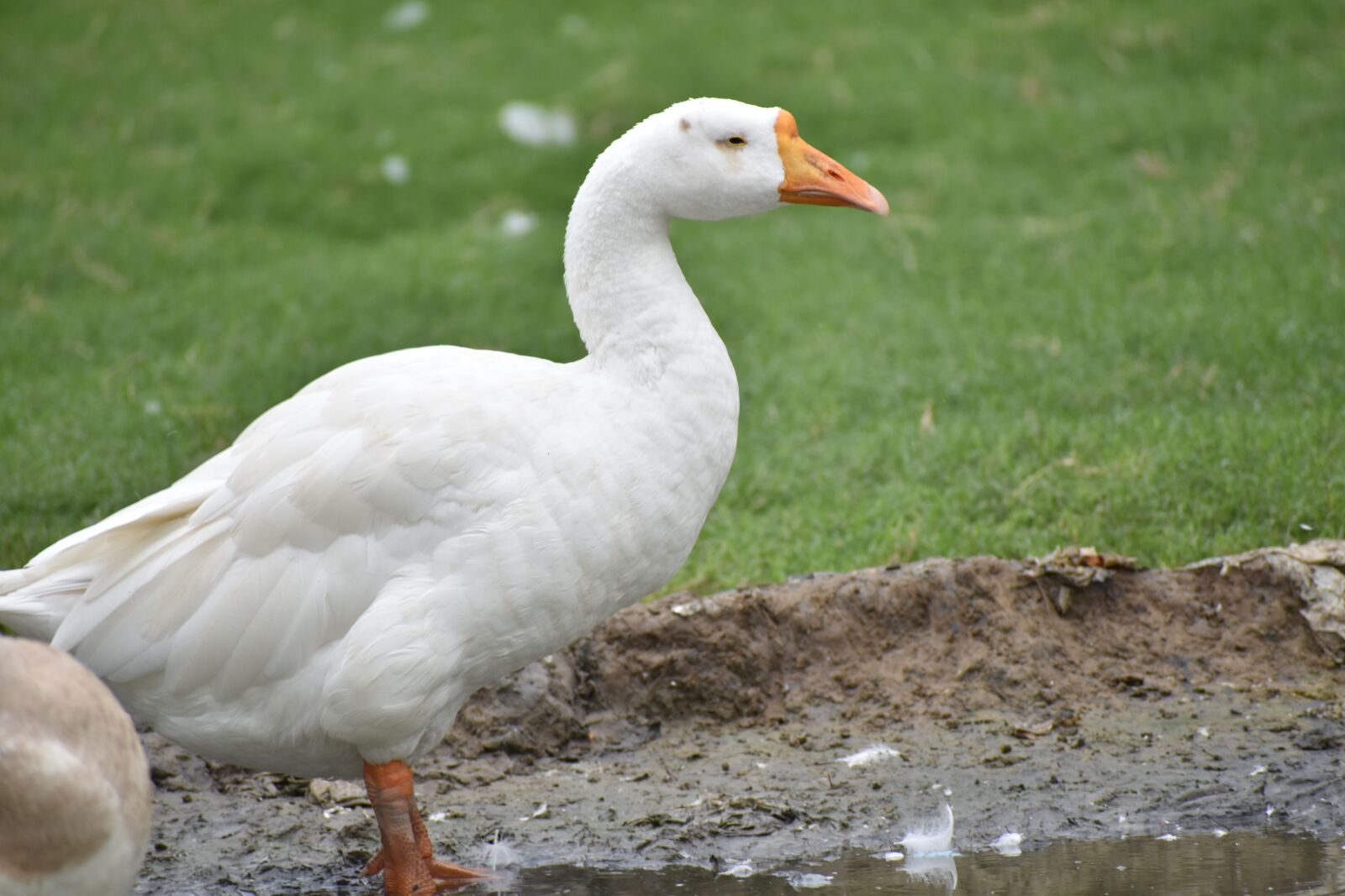 Nikon D5600 sample photo. Duck, white duck, bird photography