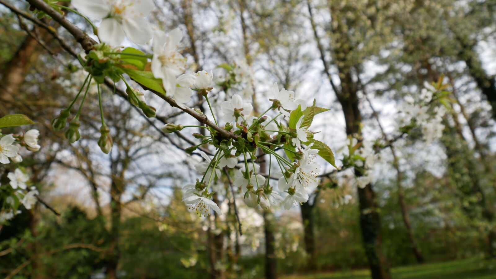 Panasonic Lumix DMC-GX85 (Lumix DMC-GX80 / Lumix DMC-GX7 Mark II) sample photo. Cherry, blossoms, nature photography