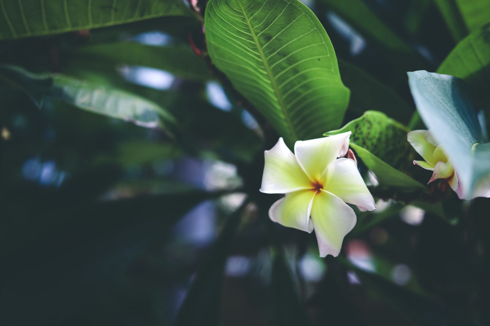 Canon EOS RP sample photo. Plumeria, flower, thailand photography