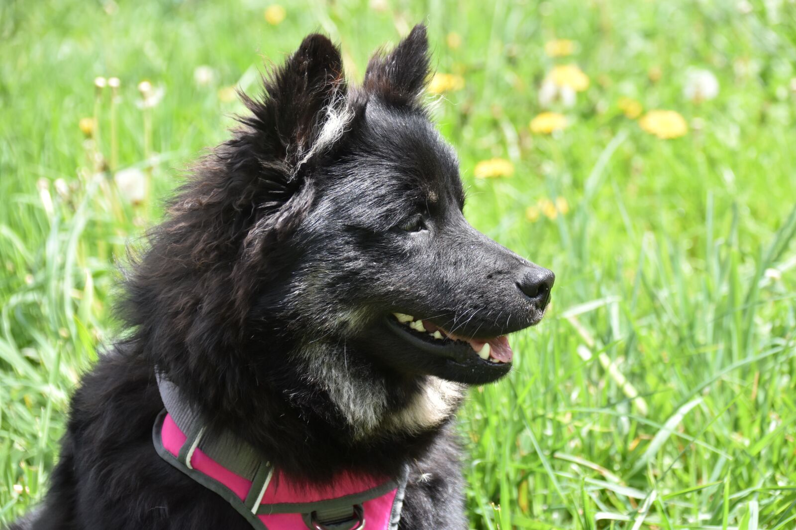 Nikon D5600 sample photo. Dog, pup, puppy photography