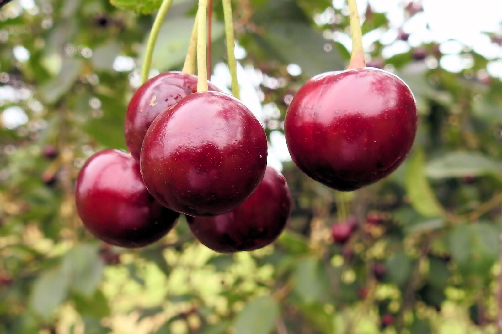 Nikon Coolpix P900 sample photo. Cherries, sweet cherries, red photography