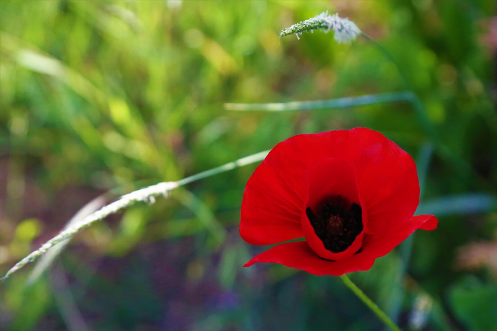 Canon EF 24-105mm F4L IS USM sample photo. Flower, spring, red photography