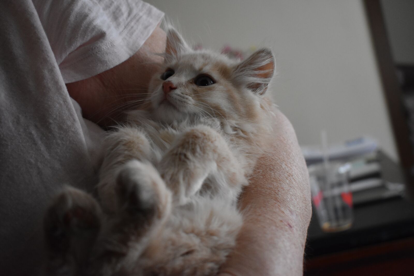 Nikon D3400 sample photo. Cat, woman, hold photography