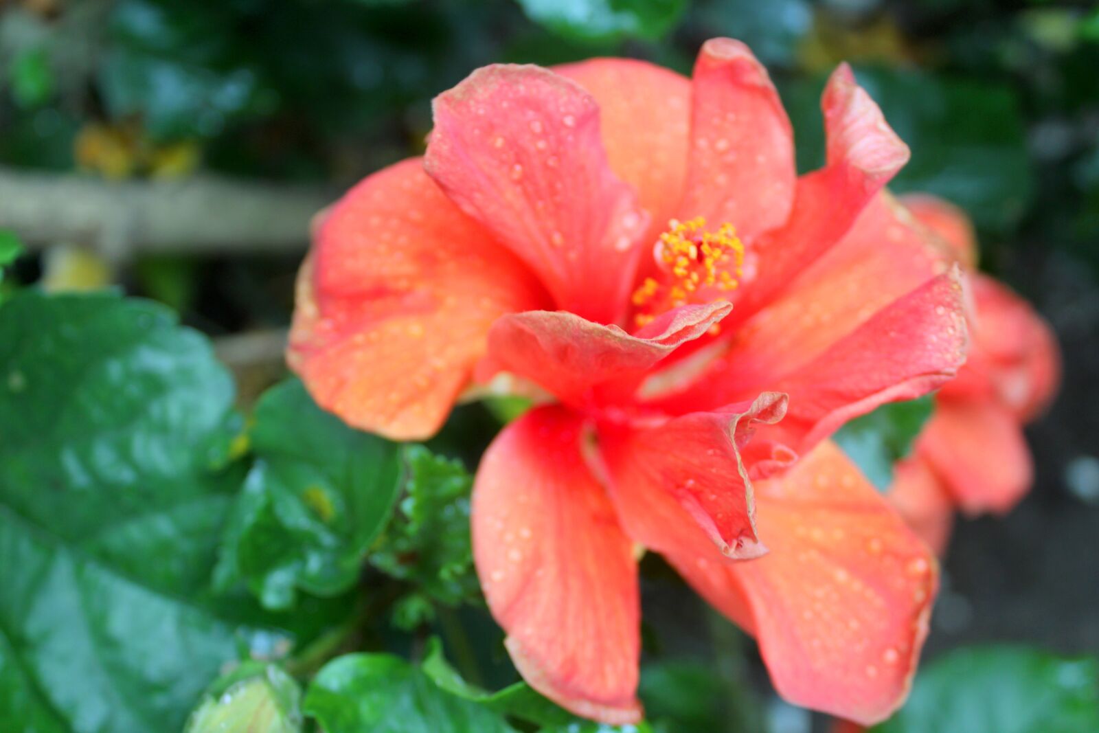 Canon EOS 1200D (EOS Rebel T5 / EOS Kiss X70 / EOS Hi) sample photo. Flower, nature, garden photography