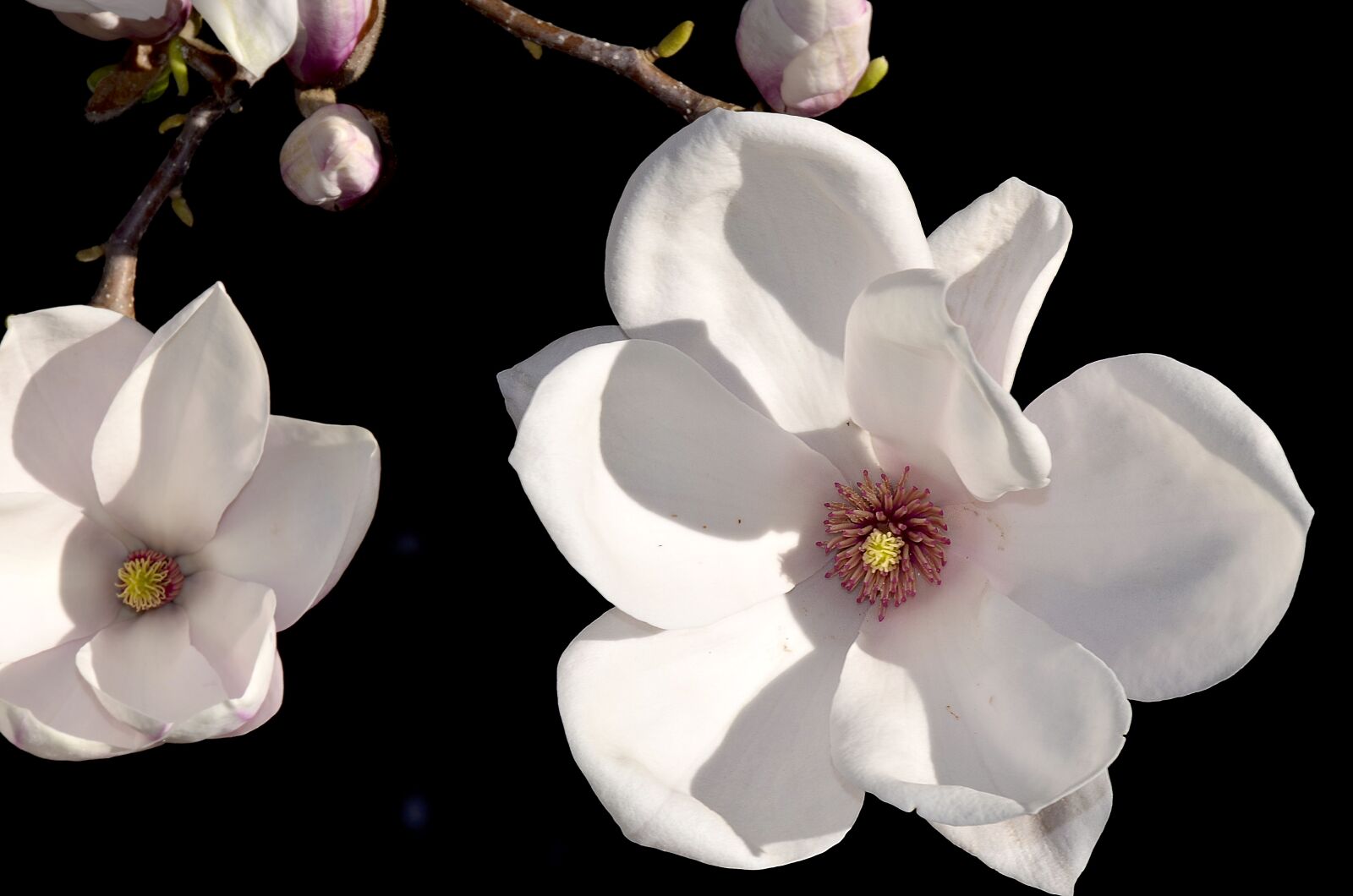 Nikon D5100 sample photo. Magnolia, magnolia blossom, rose photography