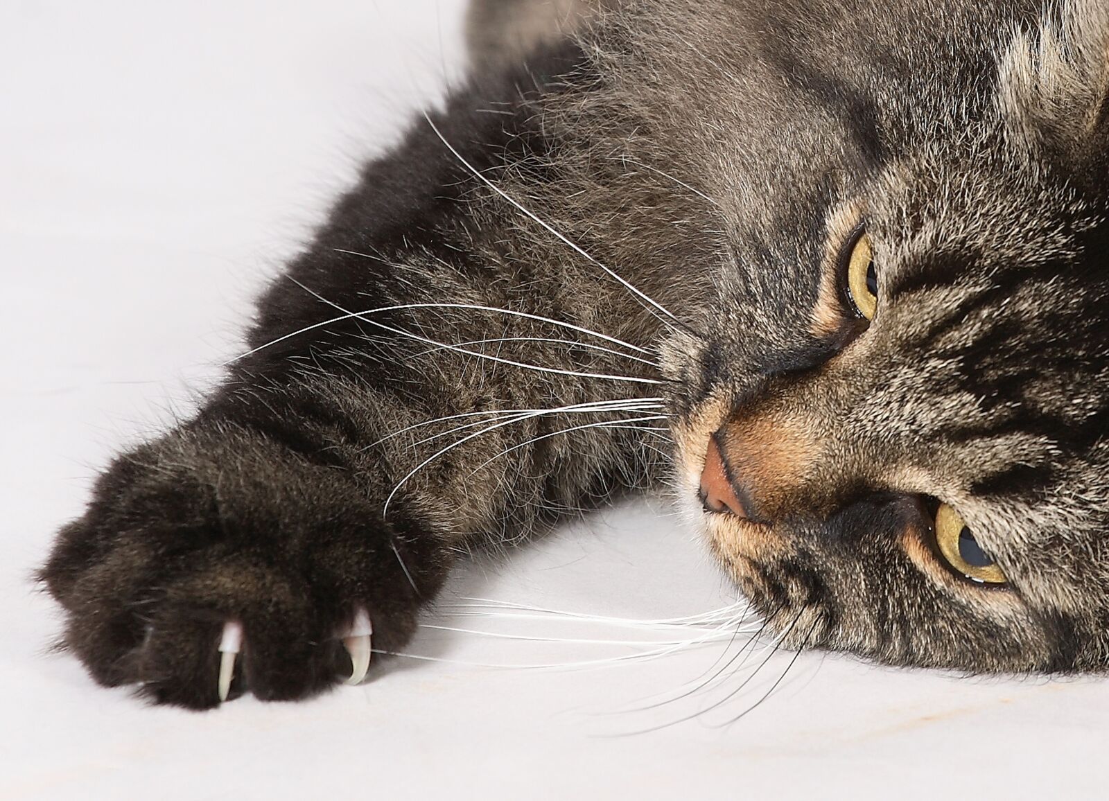 Canon EOS 5D sample photo. Cat, norwegian forest cat photography