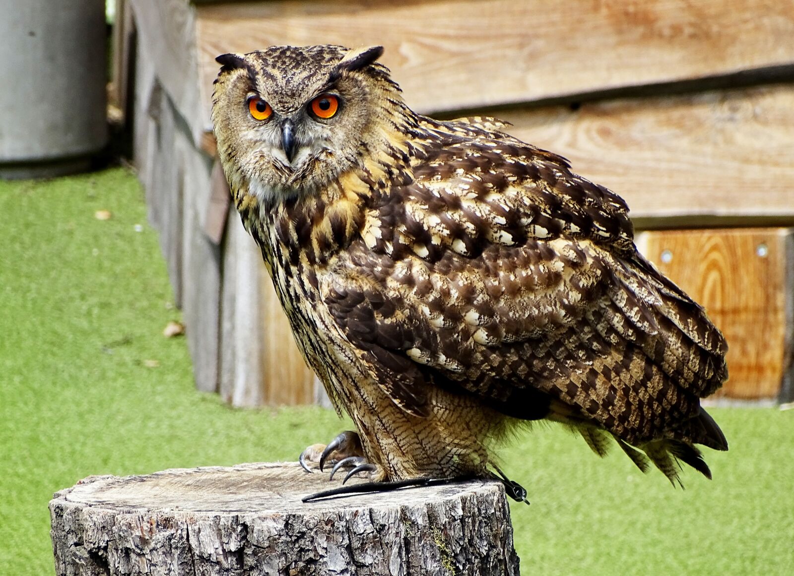 Sony Cyber-shot DSC-HX400V sample photo. Eagle owl, bird, owl photography