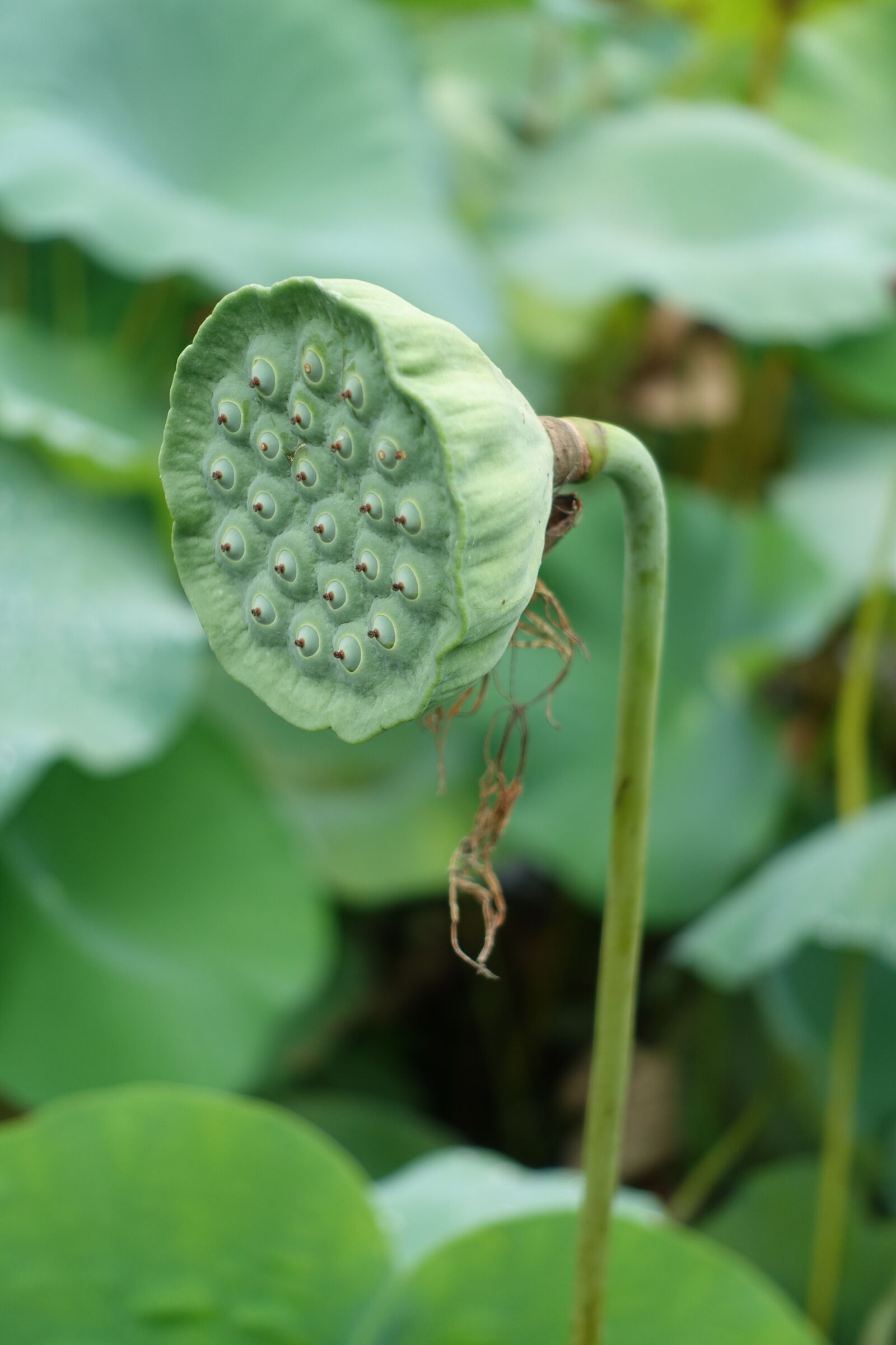 Sony Cyber-shot DSC-RX100 III sample photo. Seeds, lotus, abstract photography