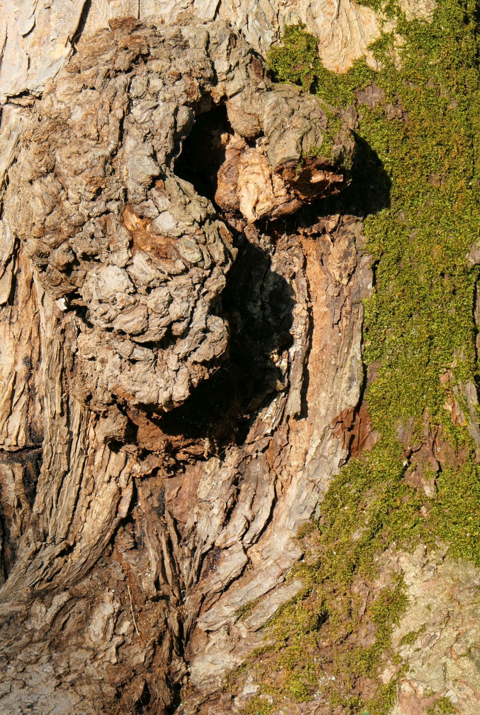Panasonic Lumix DMC-FZ2500 (Lumix DMC-FZ2000) sample photo. Tree bark, moss, log photography