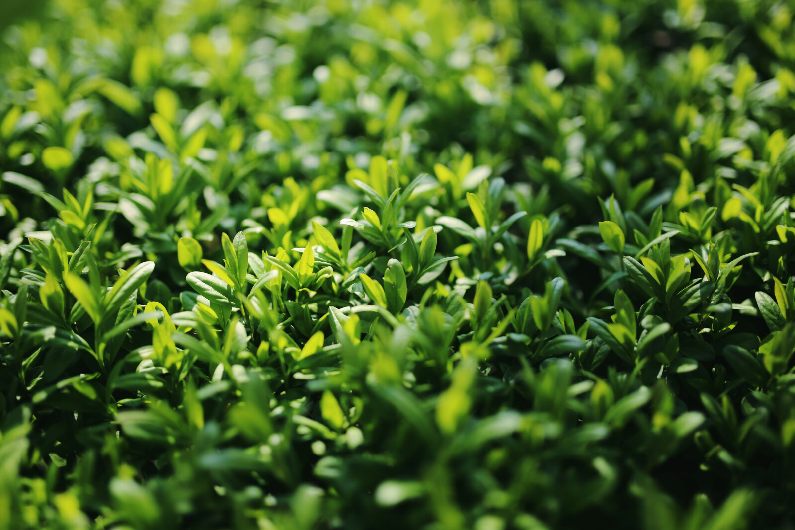 Canon EOS 6D + Sigma 35mm F1.4 DG HSM Art sample photo. Privet, ligustrum photography