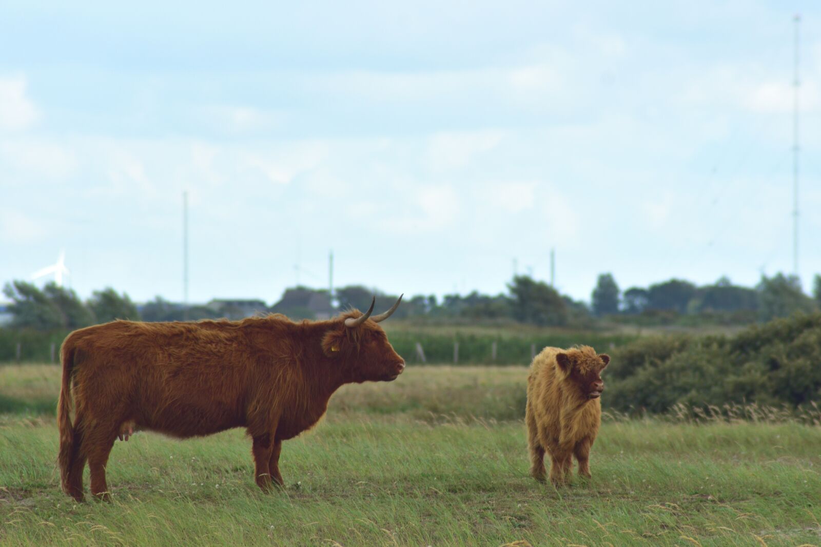 Nikon D3400 sample photo. Highlander cow, cow, animal photography