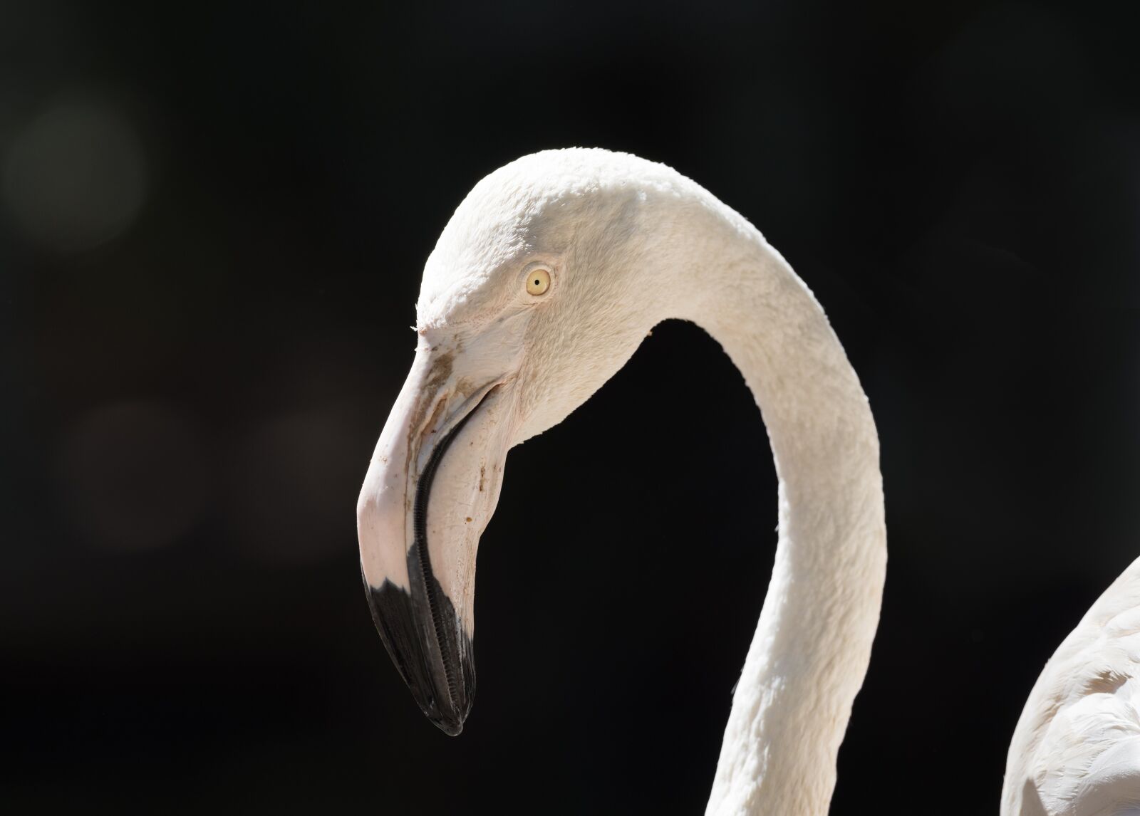 OLYMPUS M.300mm F4.0 sample photo. Greater flamingo, portrait, bird photography