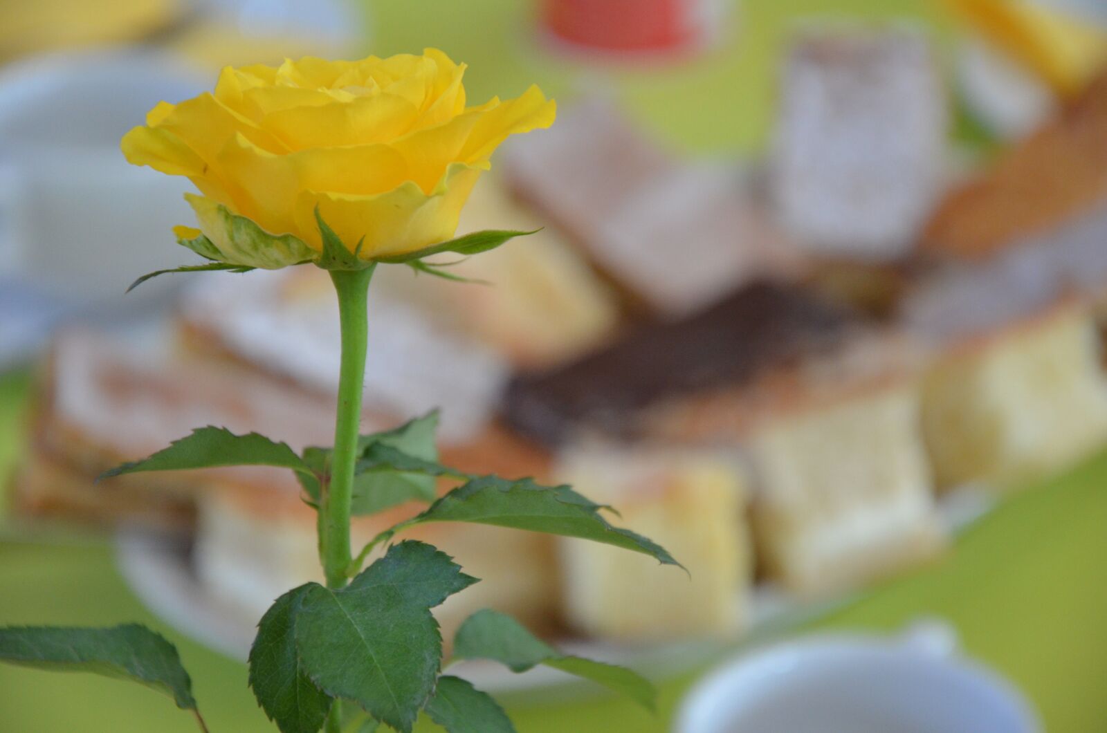 Nikon D5100 sample photo. Rose, flower, coffee photography