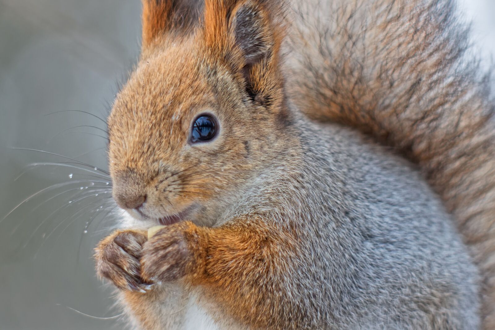 Canon EOS 500D (EOS Rebel T1i / EOS Kiss X3) sample photo. Squirrel, animals, nature photography