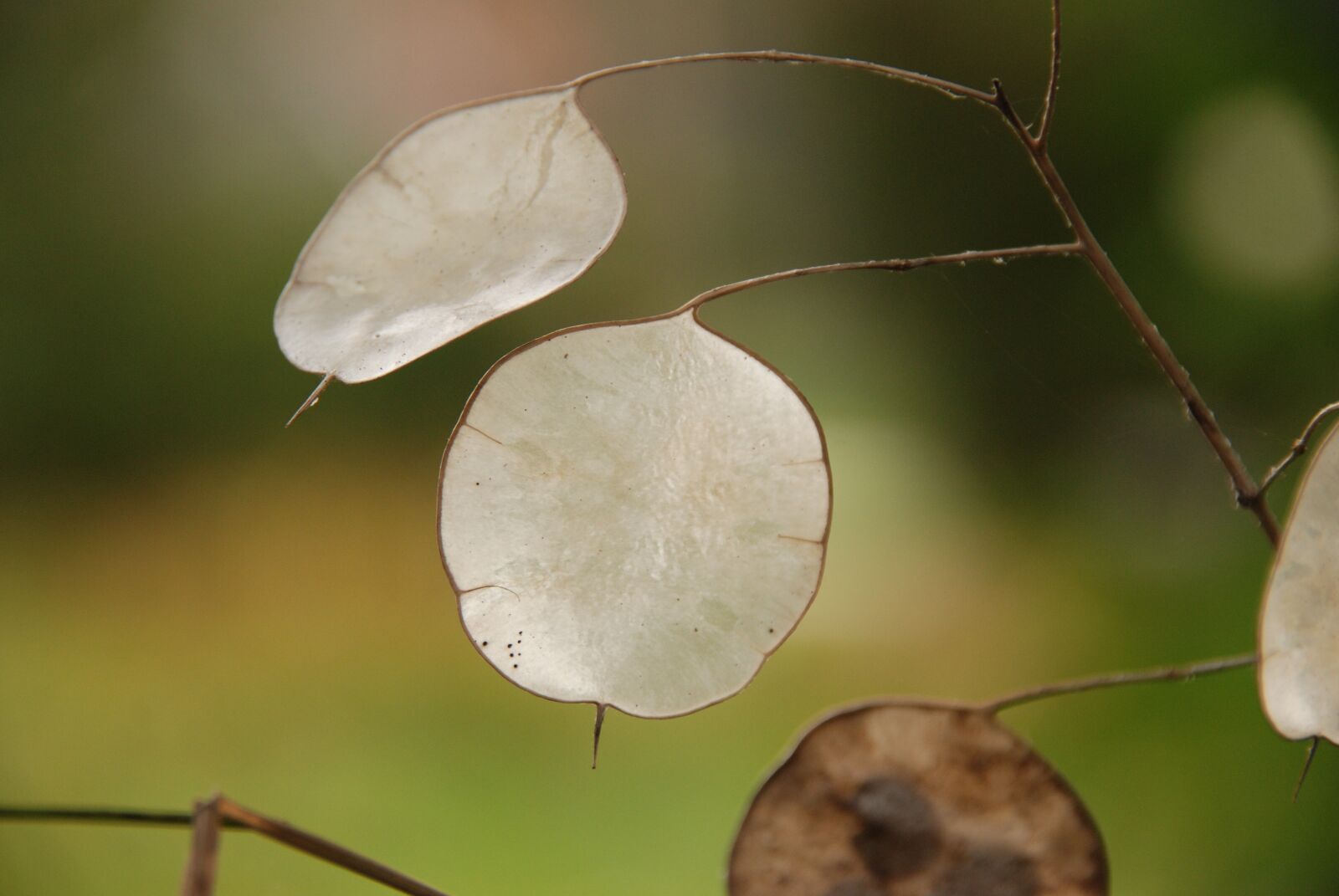 Nikon D80 sample photo. Nature, plant, honesty photography
