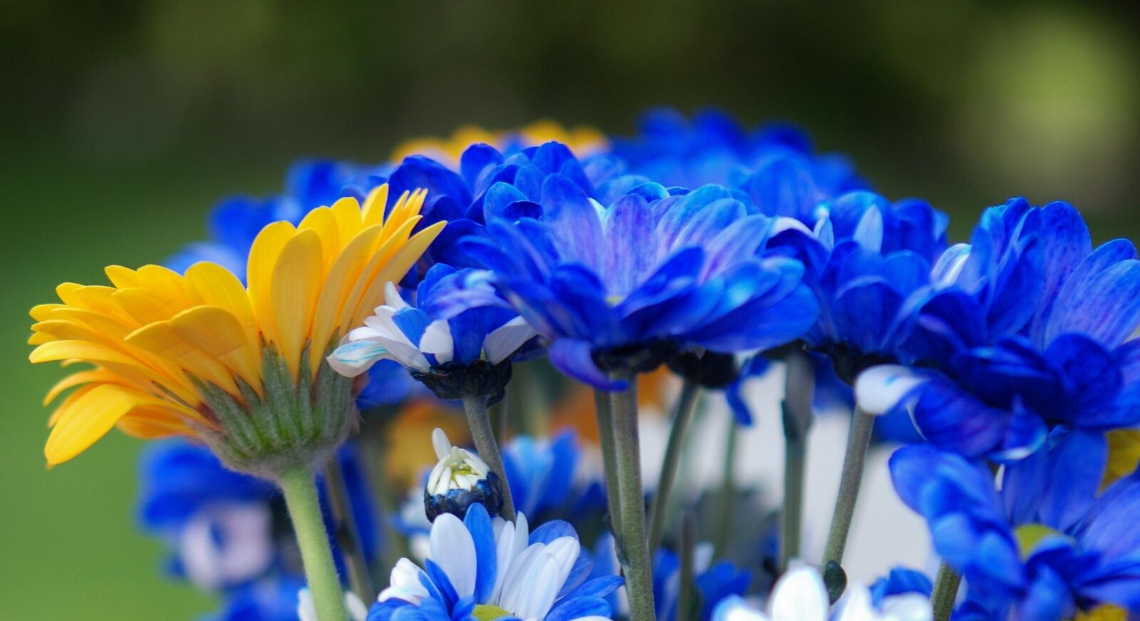 Nikon D80 sample photo. Flower, floral, nature photography
