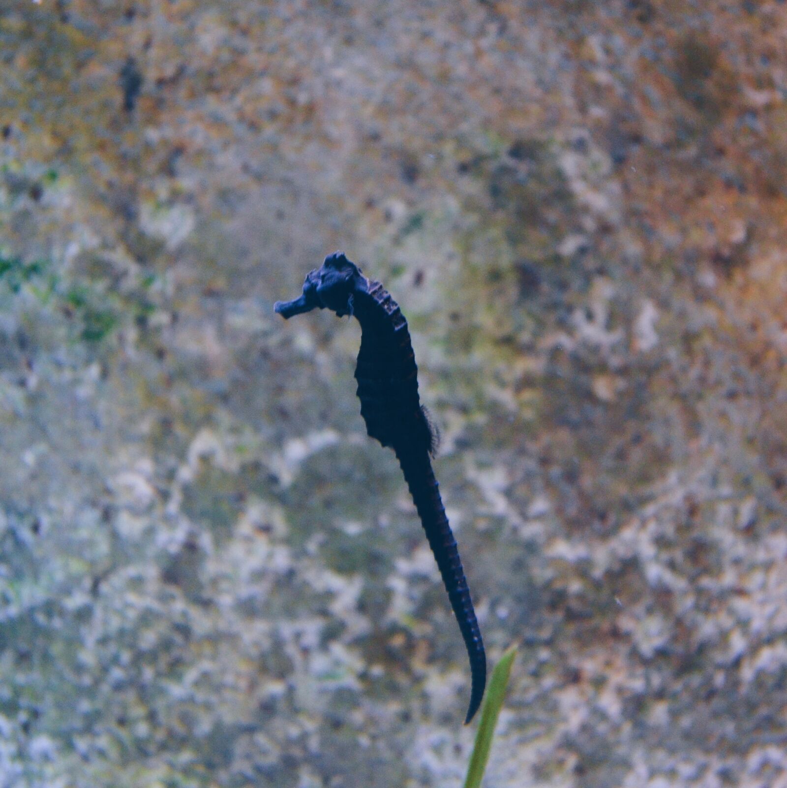 Nikon D5100 sample photo. Fish photography