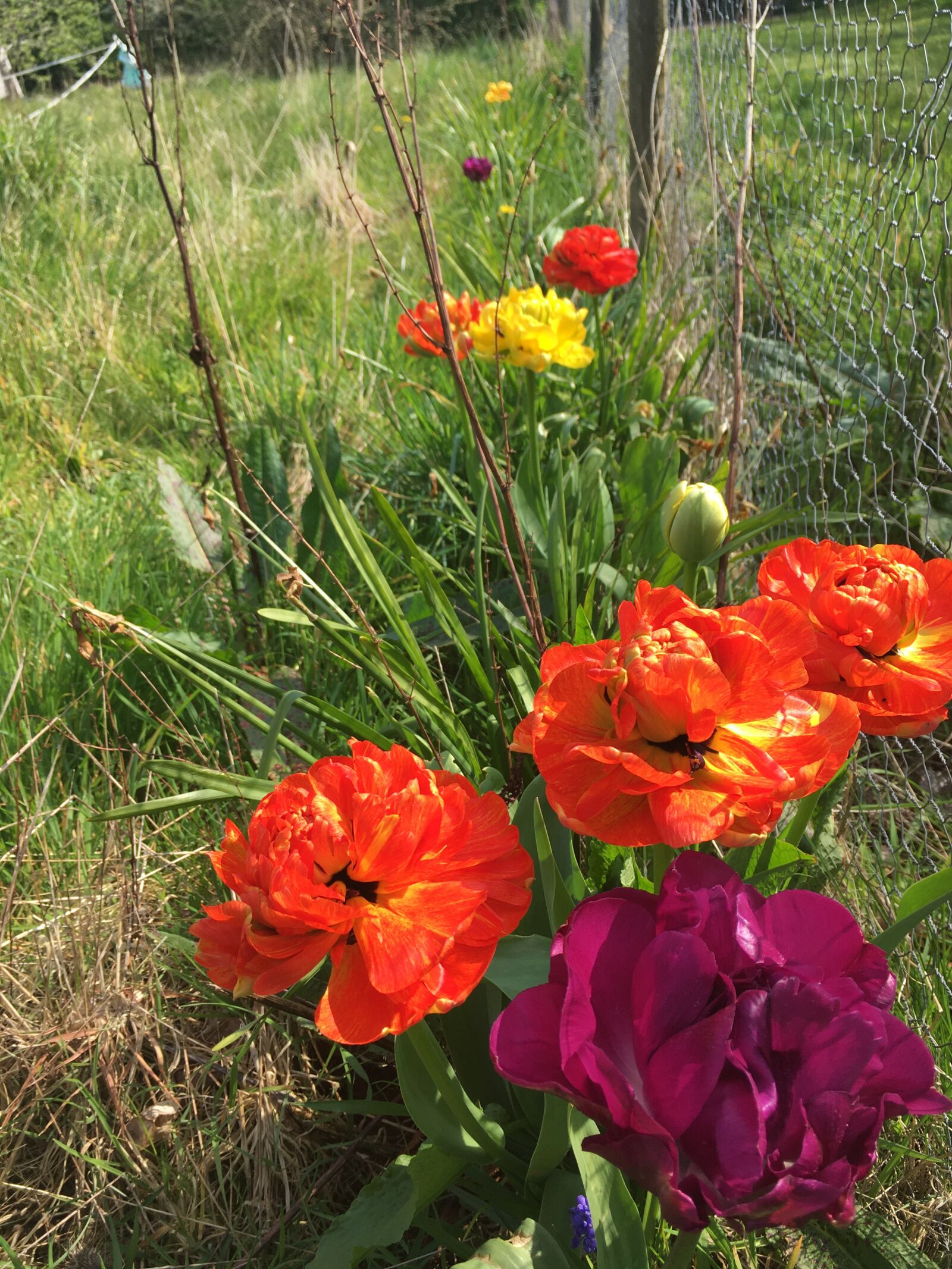Apple iPhone SE sample photo. Poppies, spring, colour photography