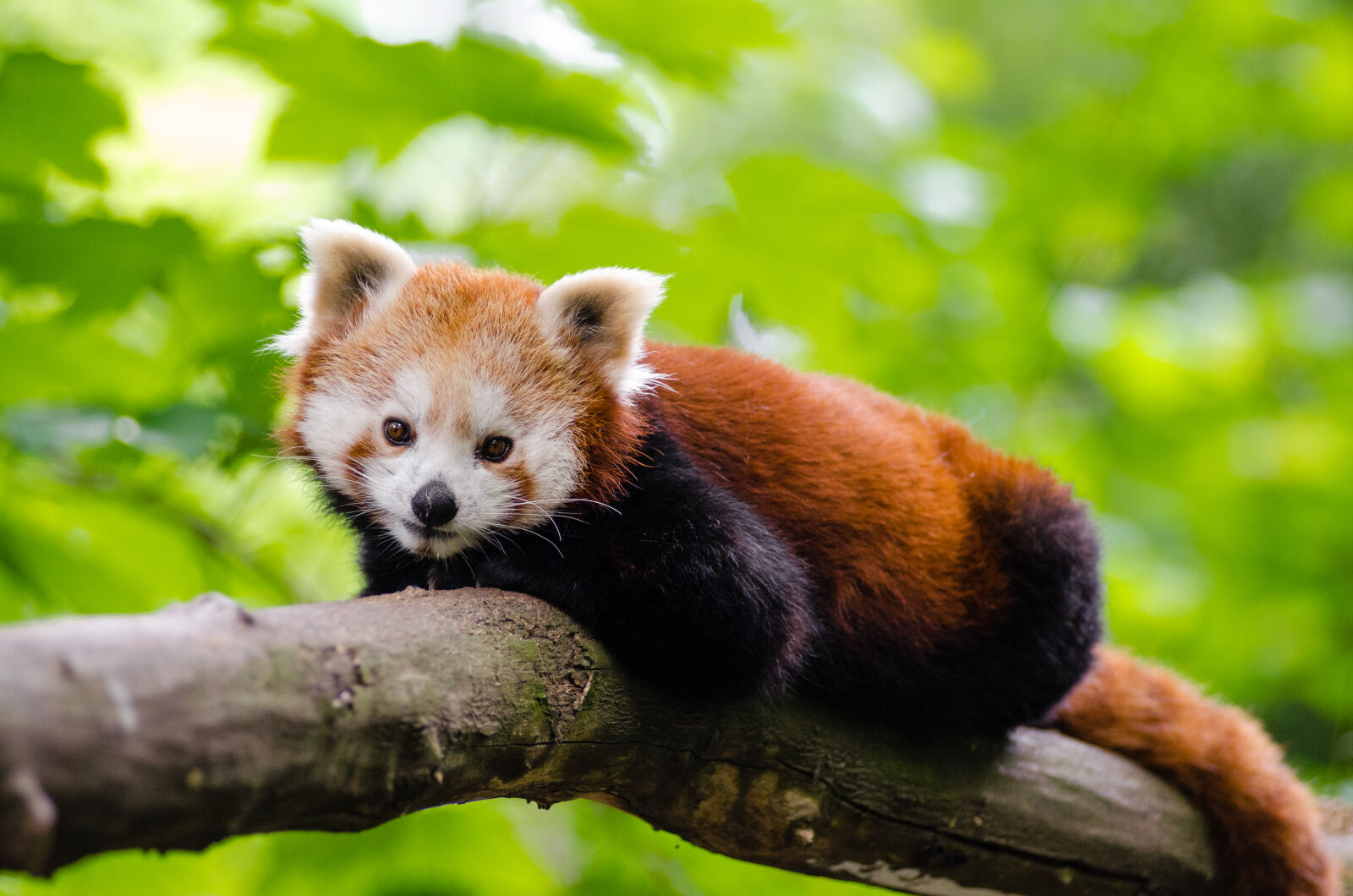 AF Zoom-Nikkor 80-200mm f/2.8 ED sample photo. Red, panda, on, brown photography