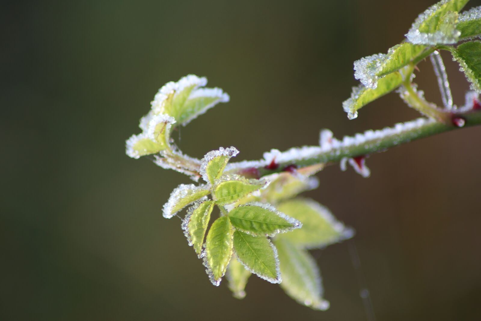 Canon EOS 700D (EOS Rebel T5i / EOS Kiss X7i) sample photo. Nettles, bramble, green photography