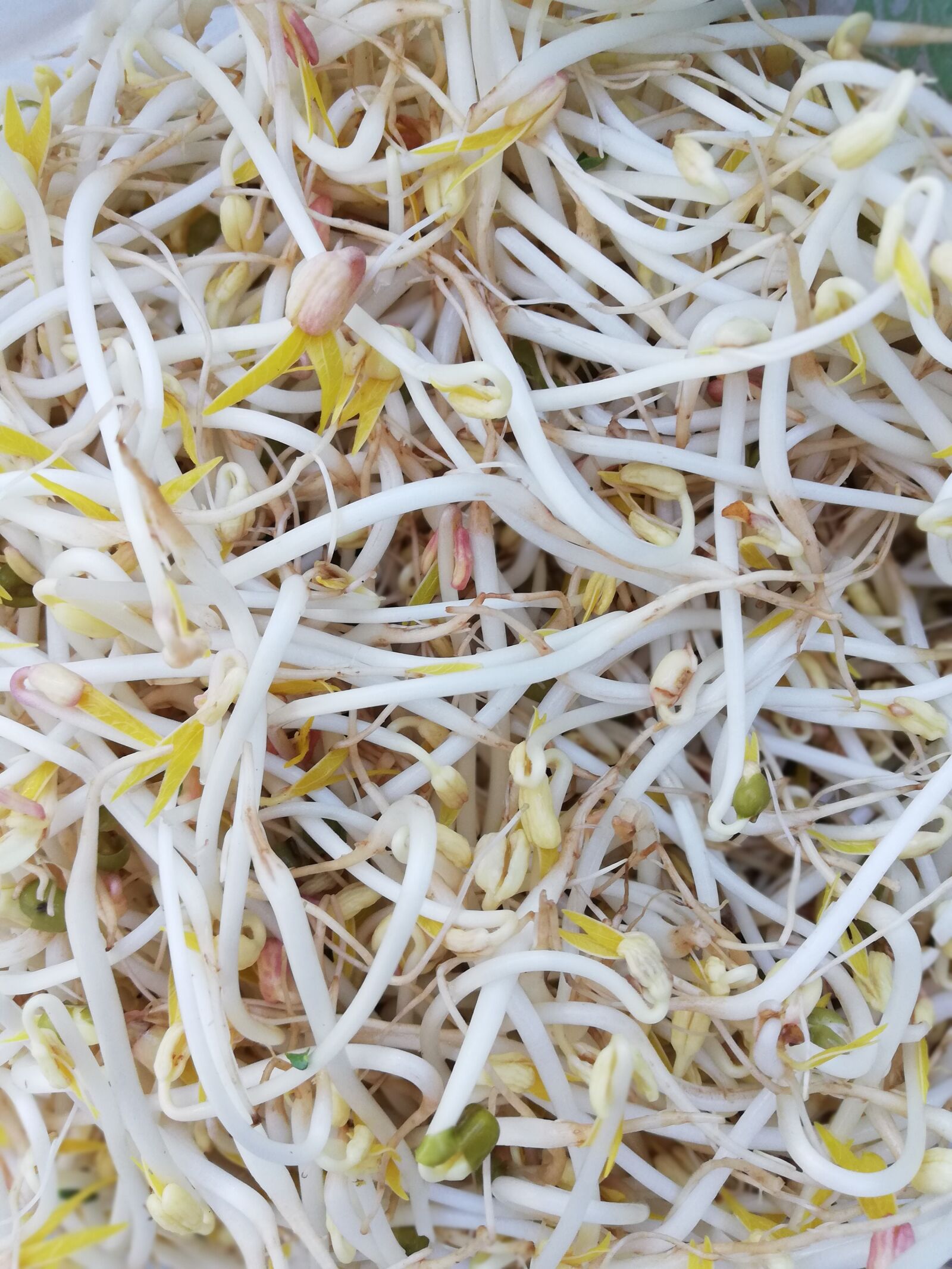 HUAWEI P20 lite sample photo. Sprouted, food, white photography