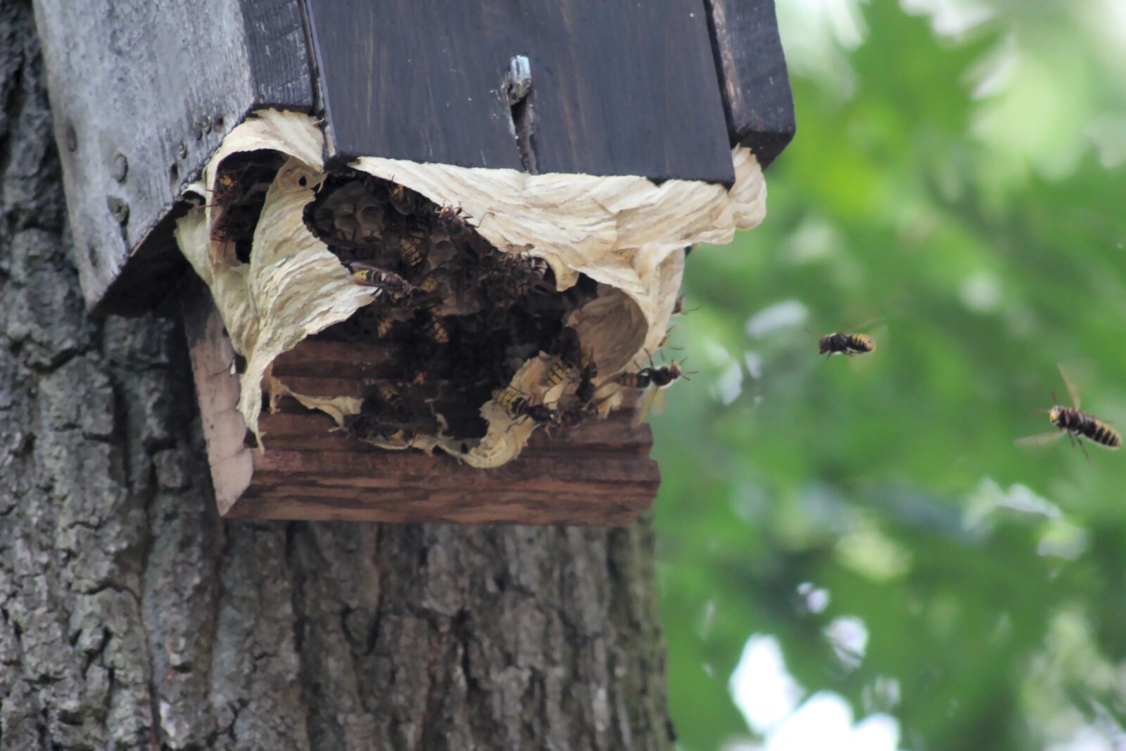 Canon EOS 550D (EOS Rebel T2i / EOS Kiss X4) sample photo. Hornet, hornissennest, field mouse photography