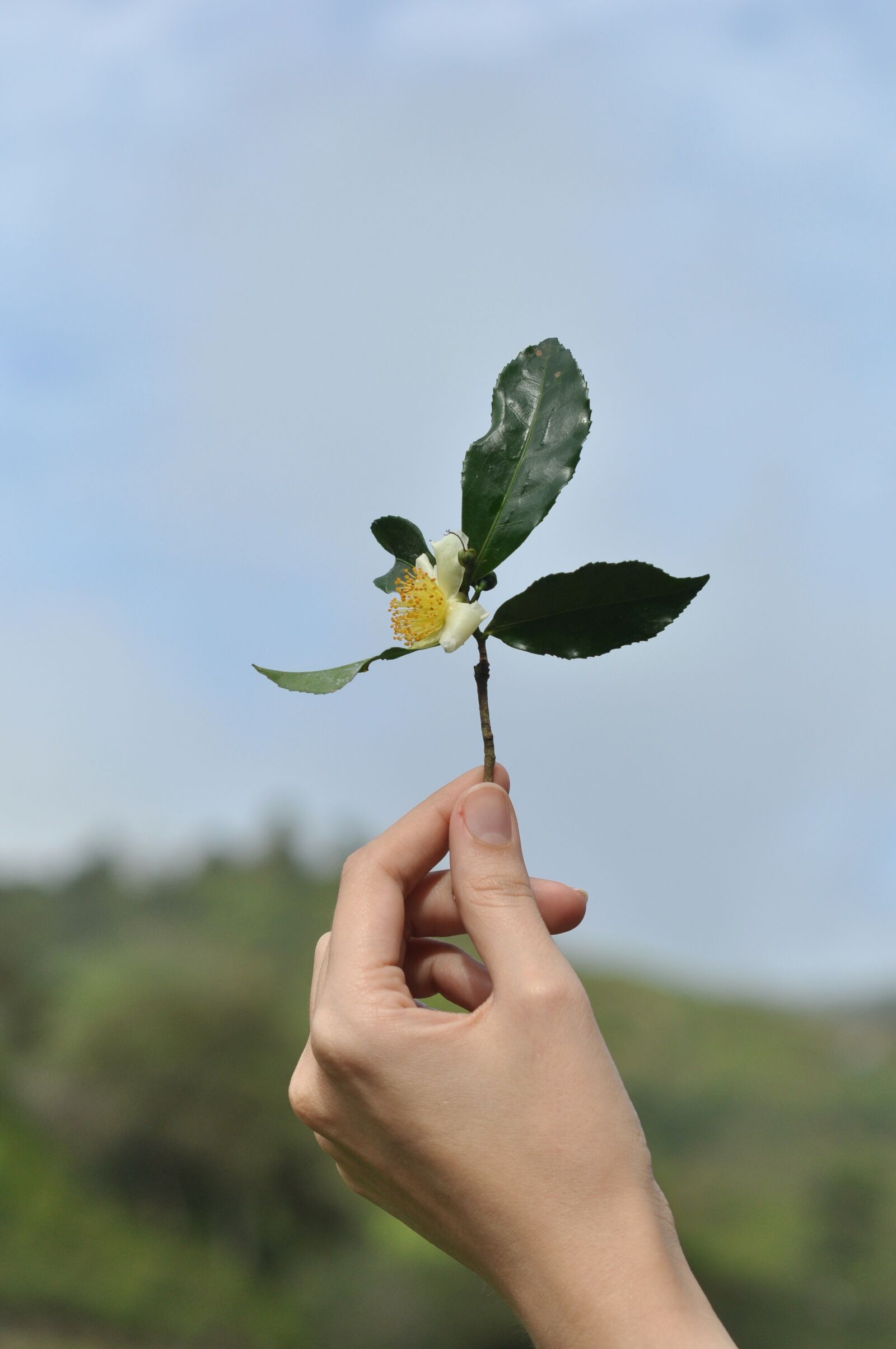 Nikon D90 sample photo. Tea flower, tea leaf photography