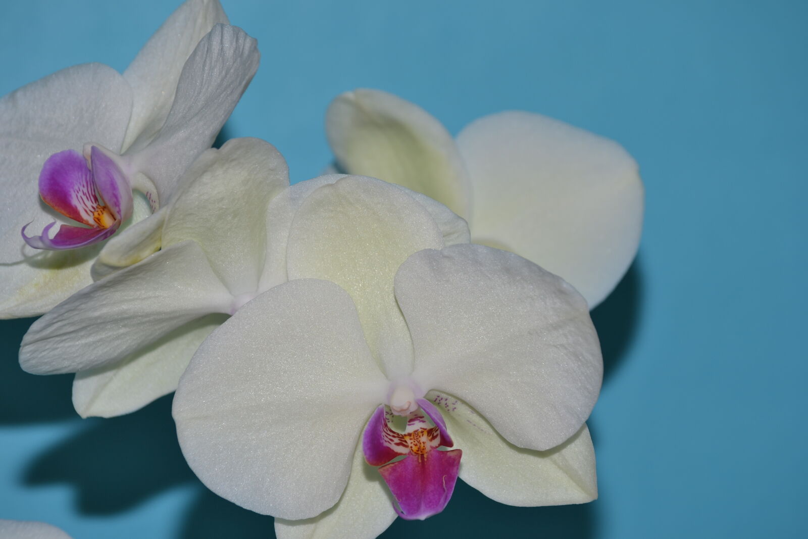 Nikon D3100 sample photo. Bloom, close, up, view photography