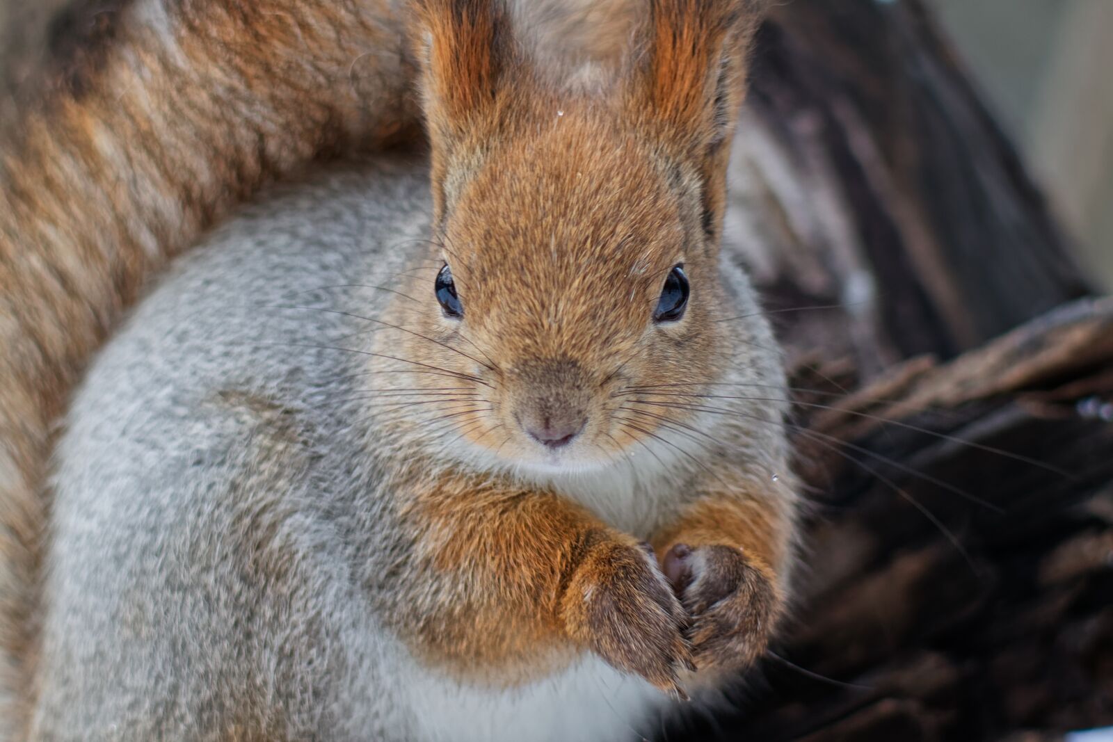 Canon EOS 500D (EOS Rebel T1i / EOS Kiss X3) sample photo. Squirrel, animal, nature photography