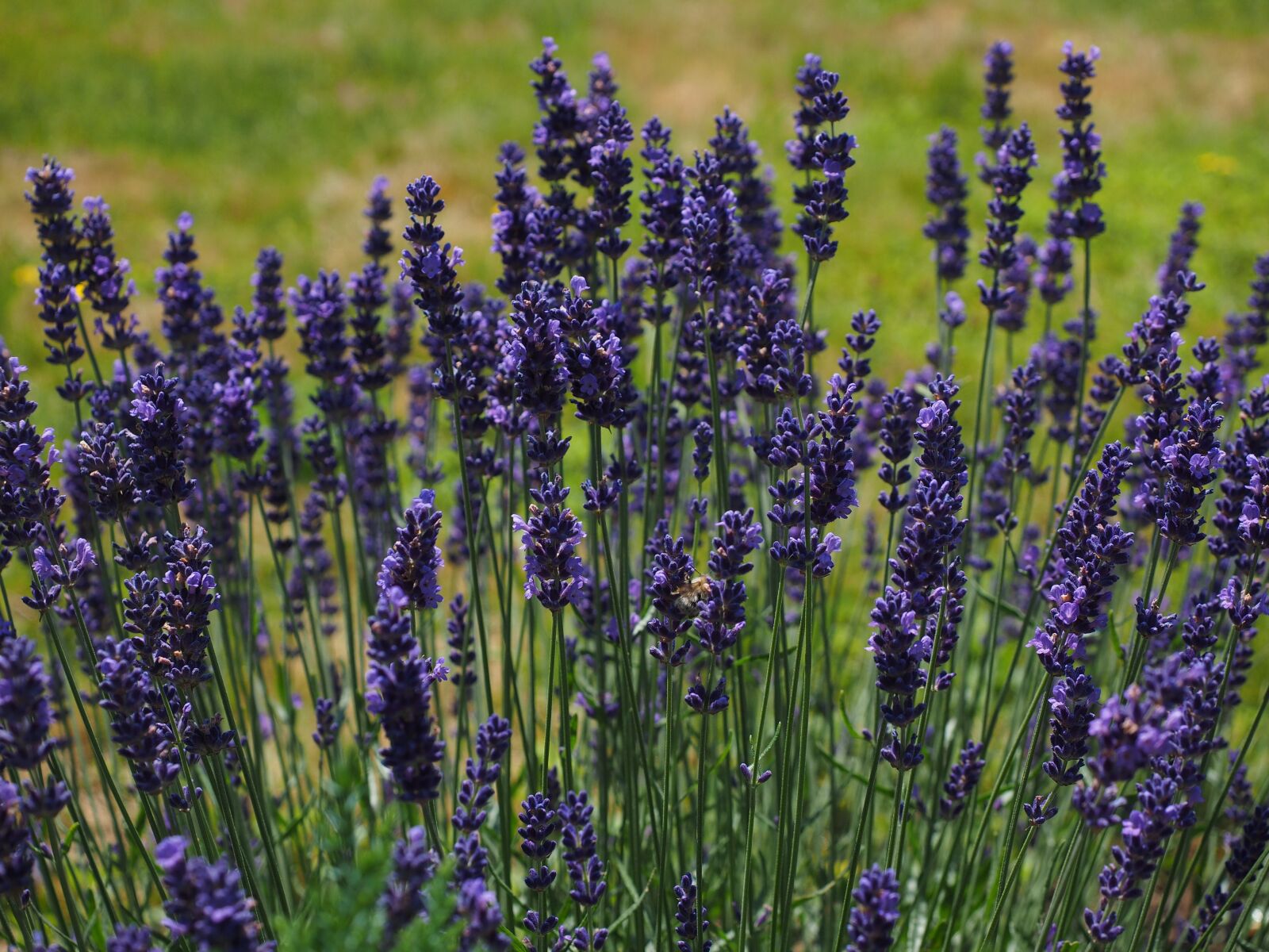 Olympus OM-D E-M1 + Olympus M.Zuiko Digital ED 12-40mm F2.8 Pro sample photo. Lavender, flowers, flower photography
