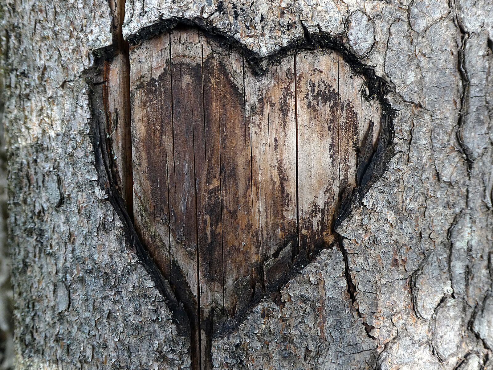 Panasonic DMC-TZ81 sample photo. Heart, love, romance photography