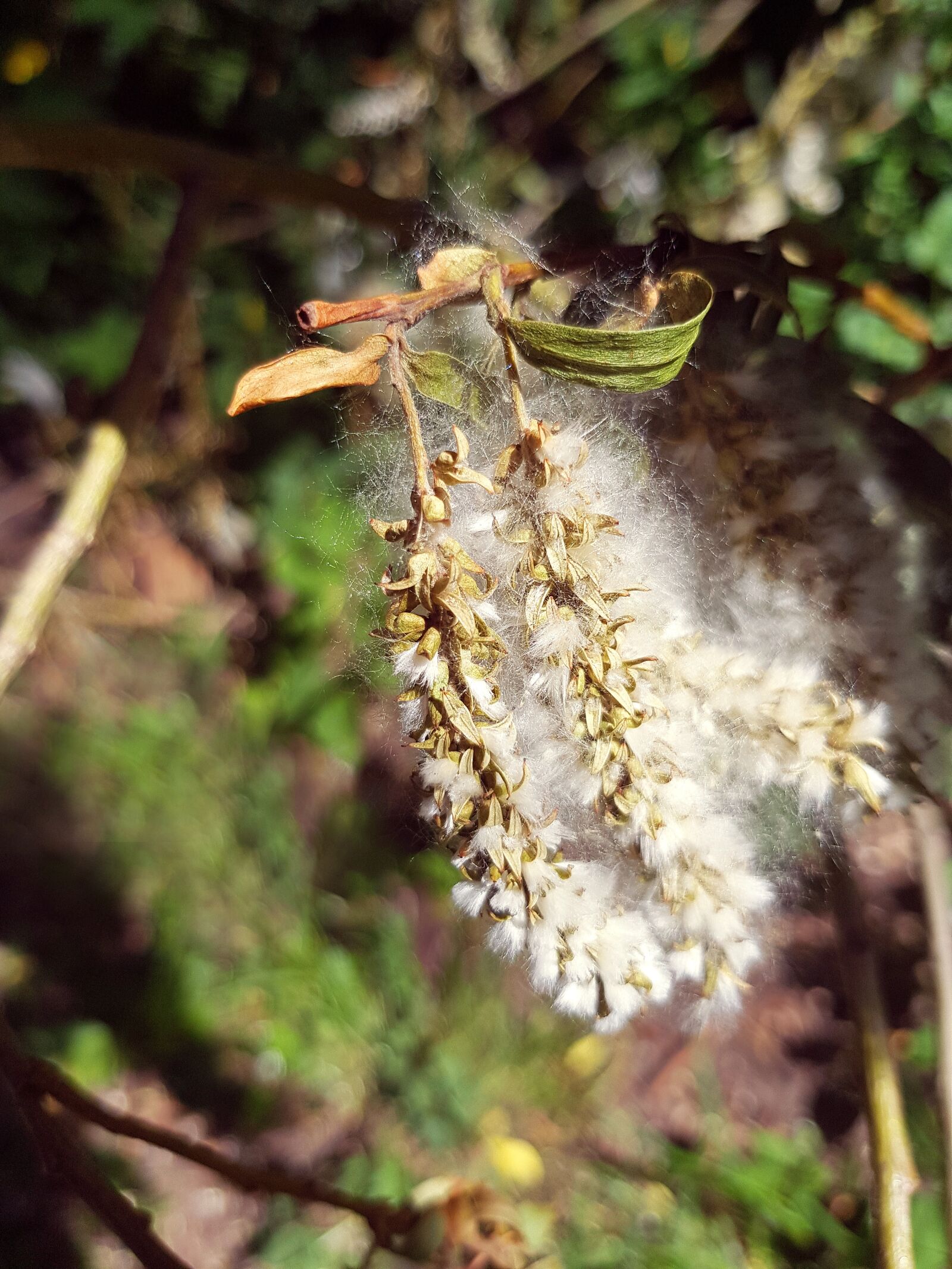 Samsung Galaxy S8 sample photo. Plant seeds, white, green photography