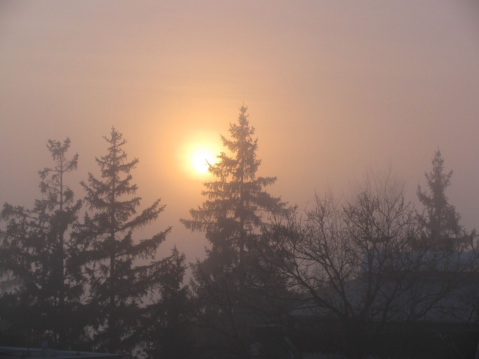 Canon PowerShot SX110 IS sample photo. Fog, sunset, pines photography