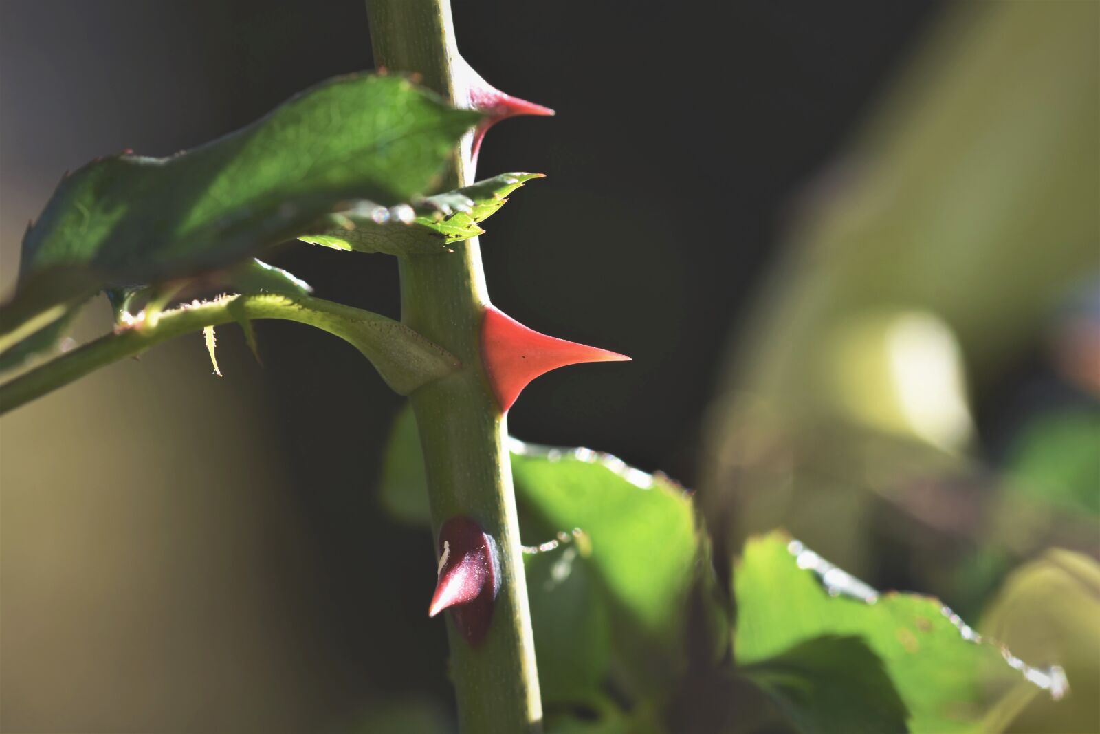 Nikon D7200 sample photo. Rose, rose thorns, thorns photography