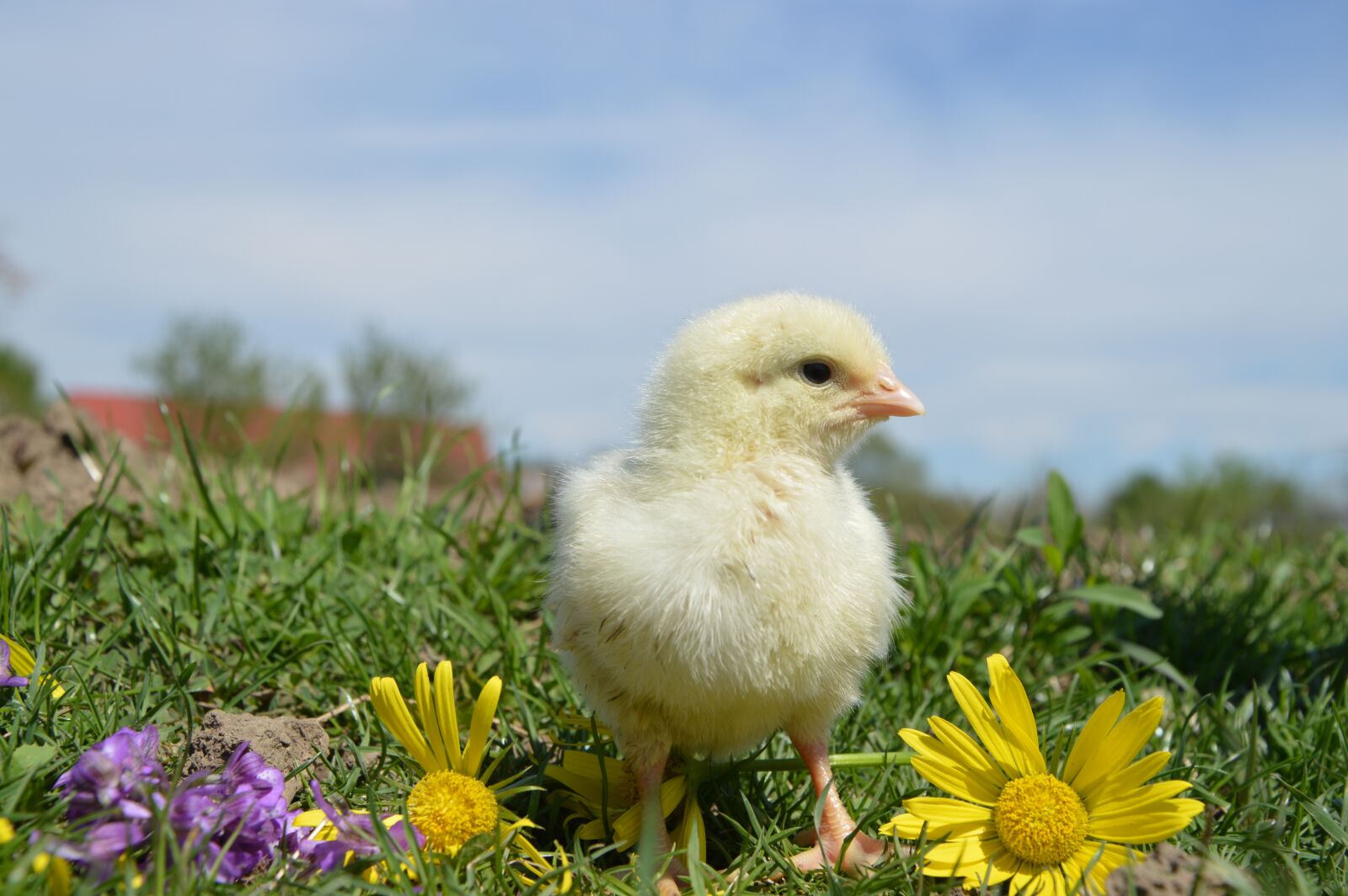 Nikon D3200 sample photo. Bird, chicken, cock photography