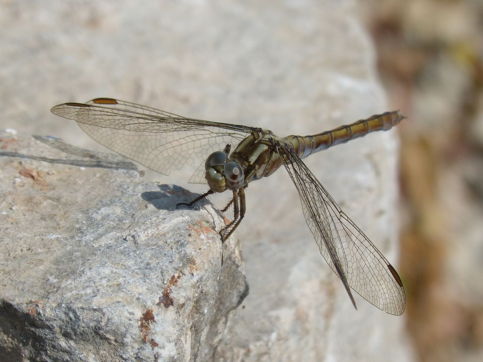 Panasonic DMC-FZ62 sample photo. Dragonfly, orthetrum chrysostigma, beauty photography