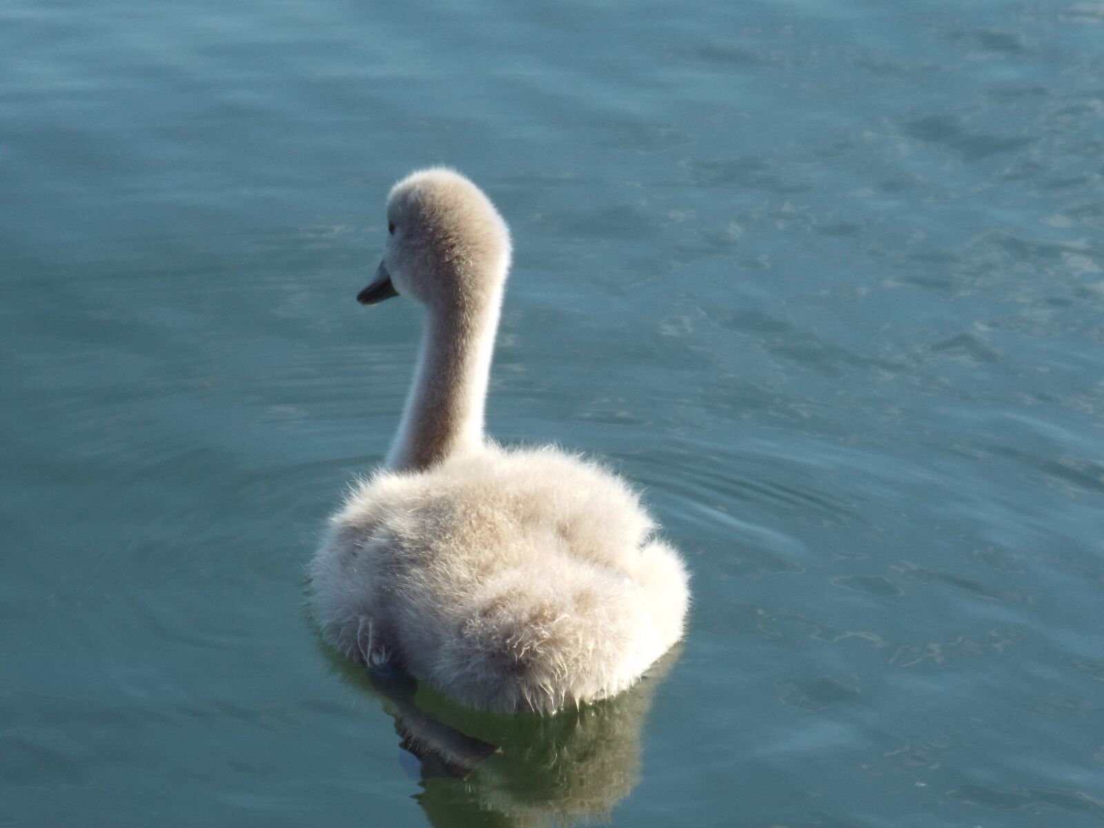 Fujifilm FinePix S6800 sample photo. Swan, young animal, water photography