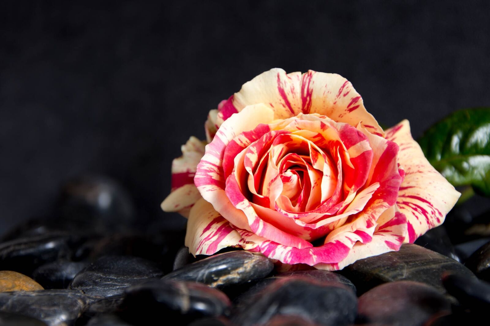 Nikon D7200 sample photo. Pink, flower, nature photography