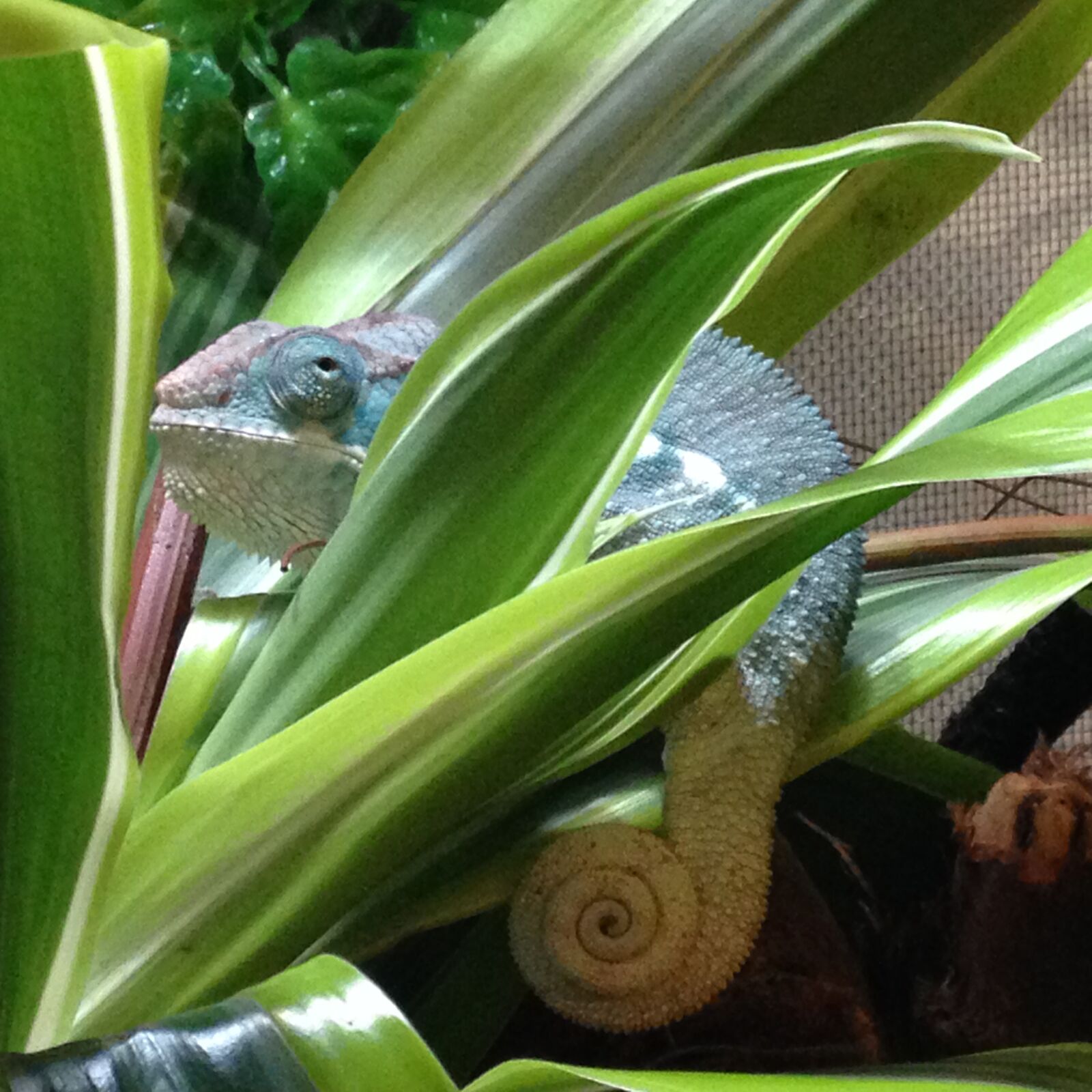iPhone 5c back camera 4.12mm f/2.4 sample photo. Animals, chameleon photography