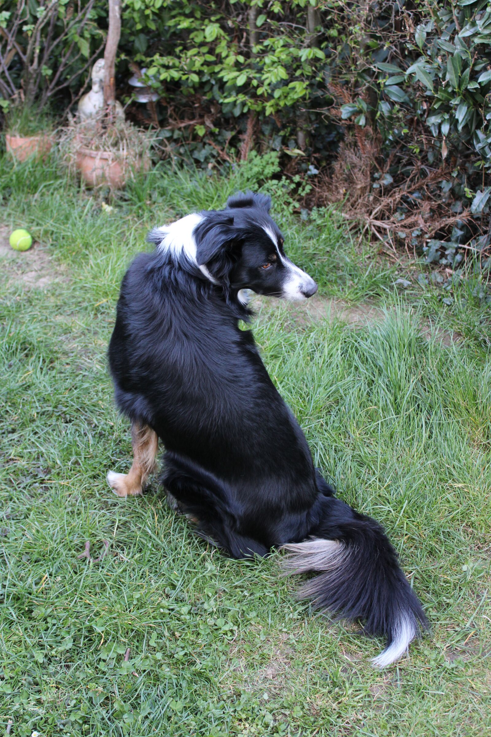 Canon EOS 2000D (EOS Rebel T7 / EOS Kiss X90 / EOS 1500D) sample photo. Dog, border collie, pet photography