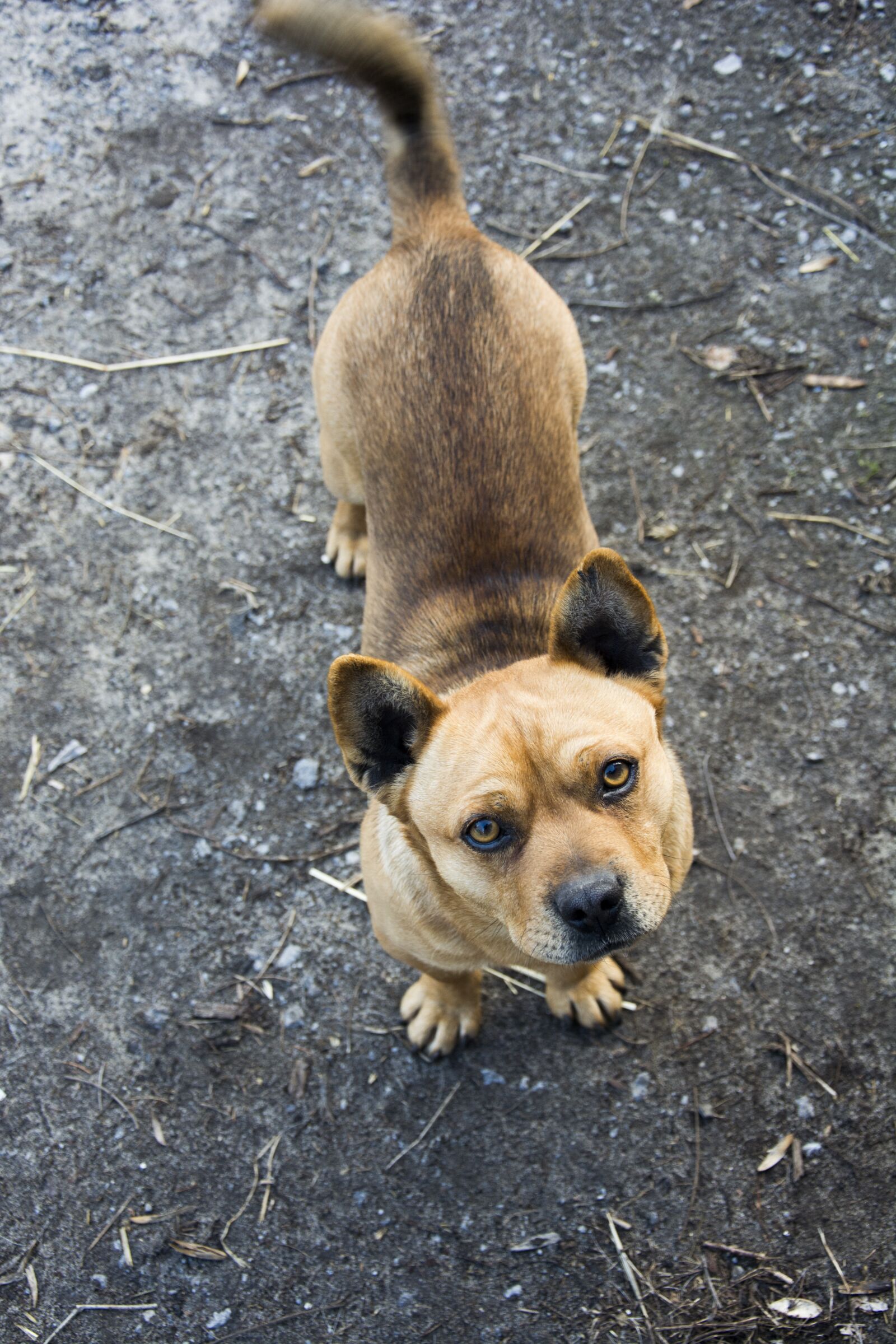 Nikon D5200 sample photo. Dog, animal, sweet photography