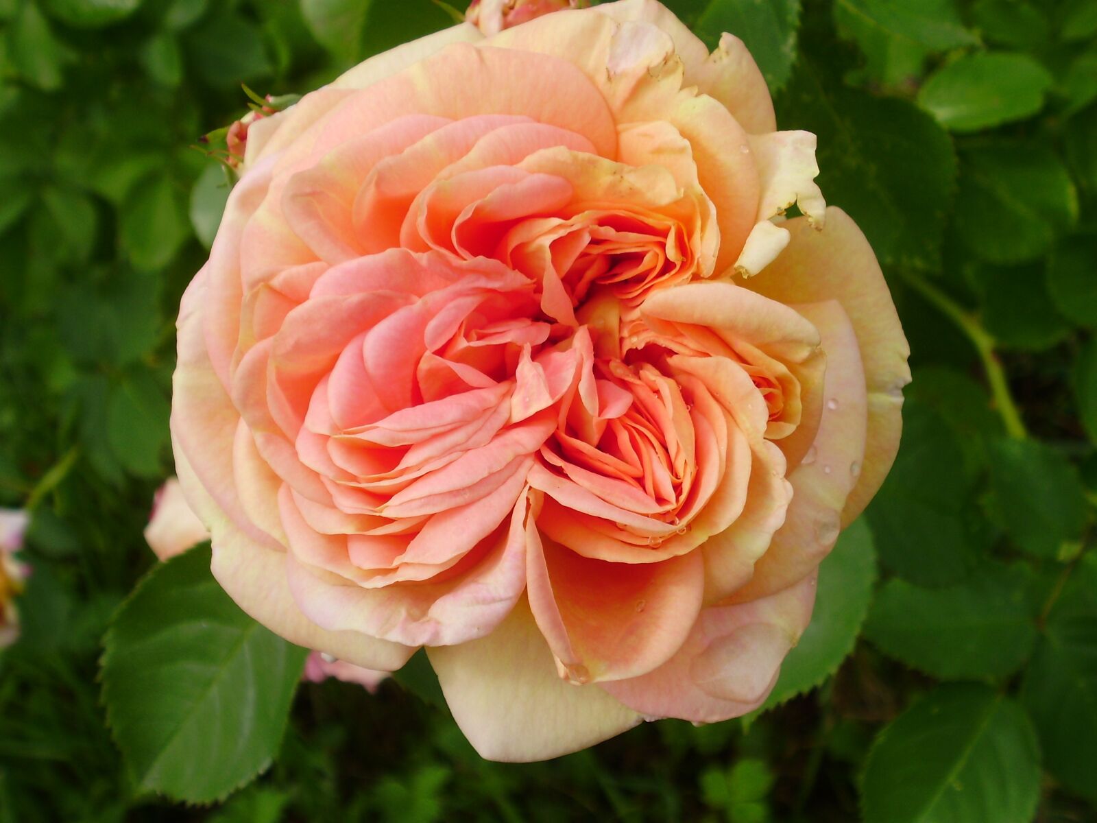 Olympus FE330,X845,C550 sample photo. English, rose, beautiful photography