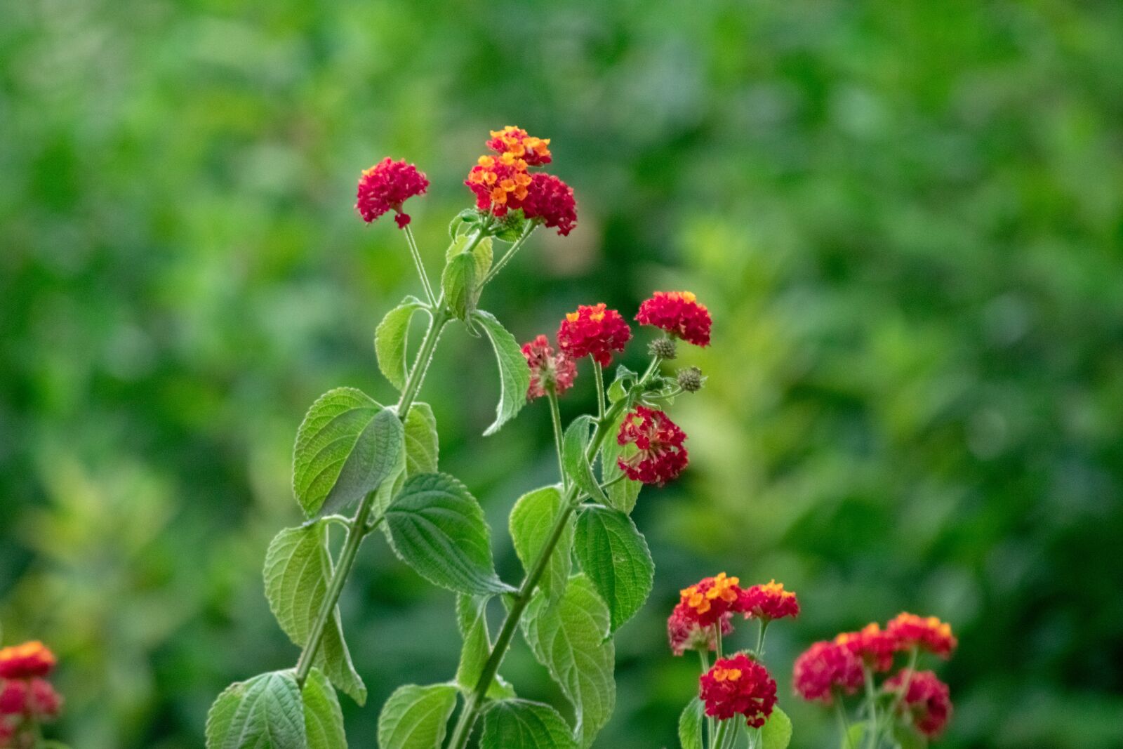 Nikon D3300 sample photo. Flower, green, natural photography