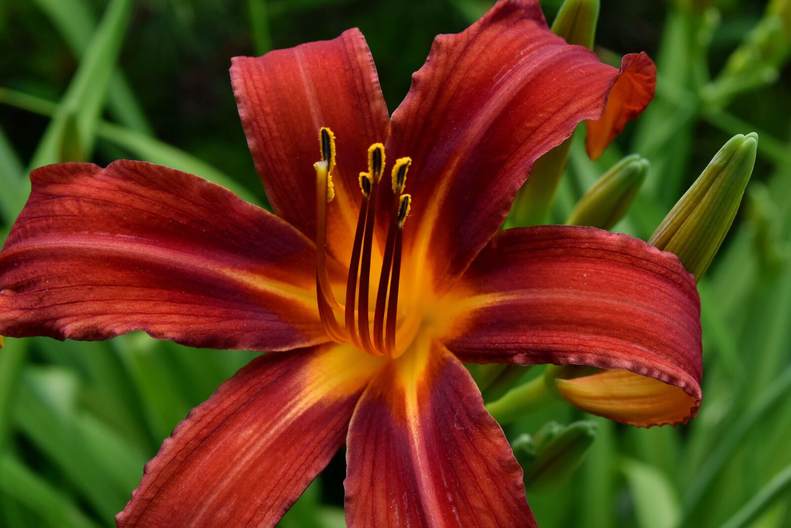 Nikon D5500 sample photo. Nature, flower, lily, leaf photography