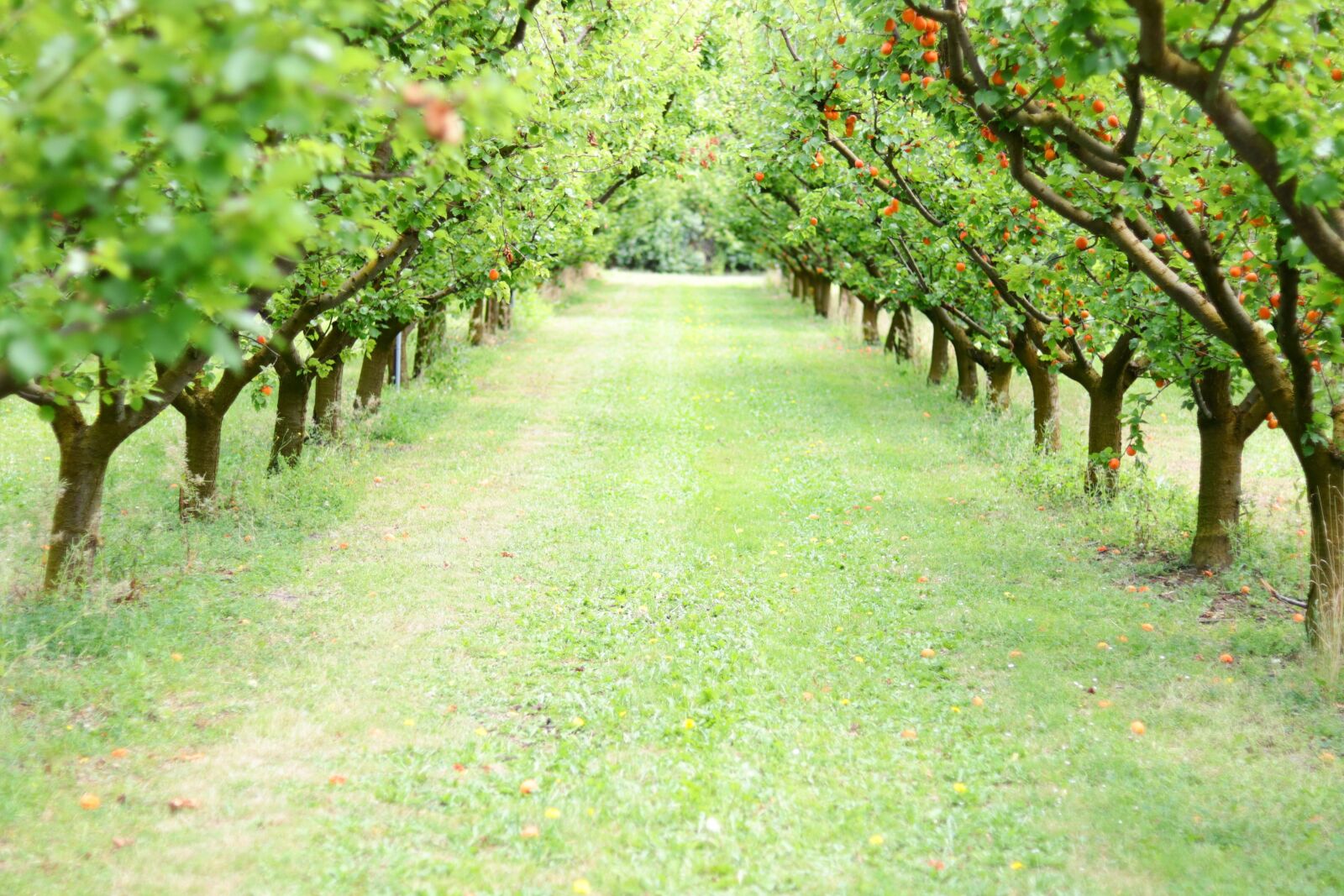 Canon EF 50mm F1.8 STM sample photo. Orchard, fruit, apricots photography
