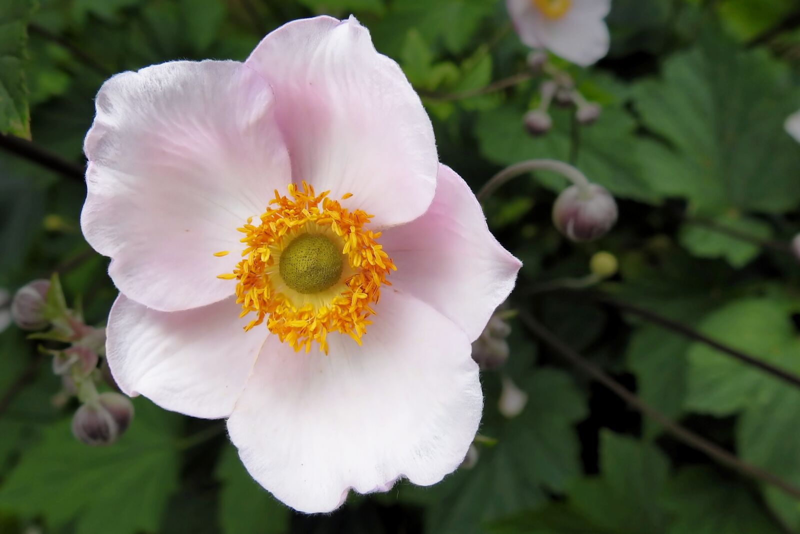 Nikon Coolpix P900 sample photo. Fall anemone, blossom, bloom photography